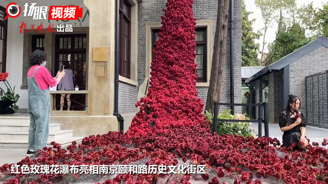 视频红色玫瑰花瀑布亮相南京颐和路历史文化街区