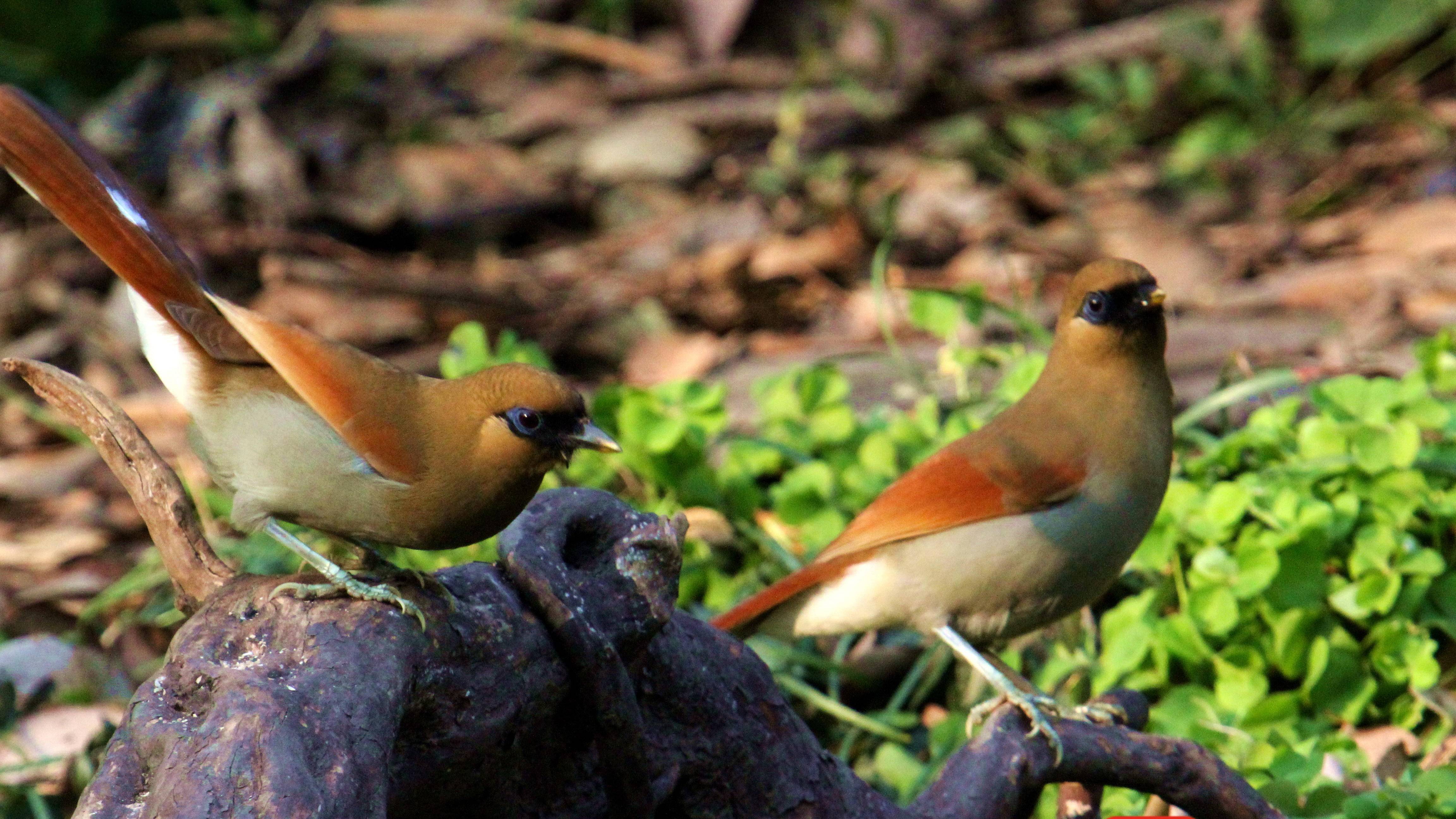 长枪短炮聚焦罕见"棕噪鹛",一群鸟竟成为南京新年网红鸟