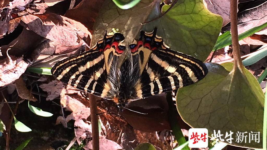 精彩 南京市民拍下中华虎凤蝶的成长过程