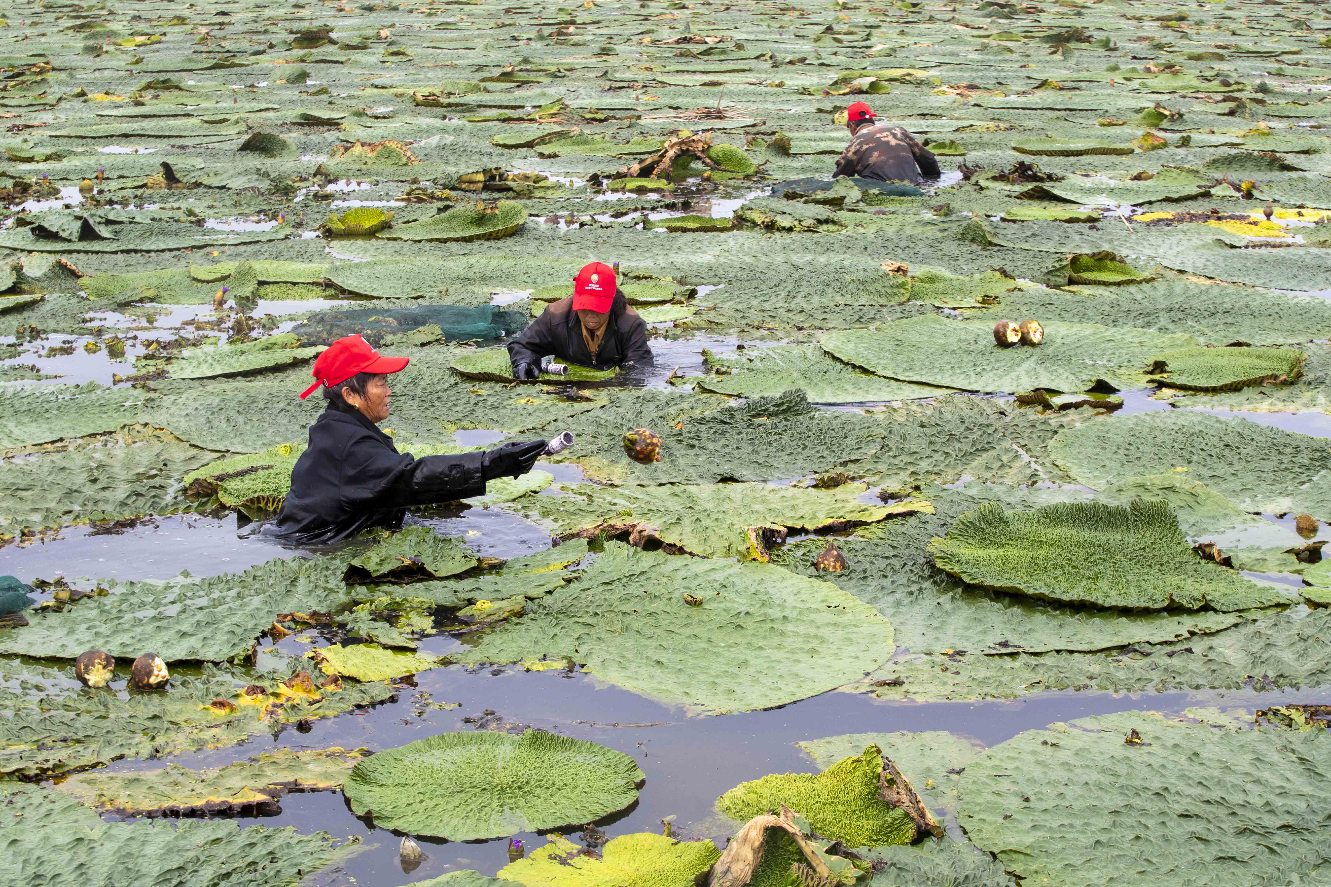 组图|江苏泰州:芡实采收忙