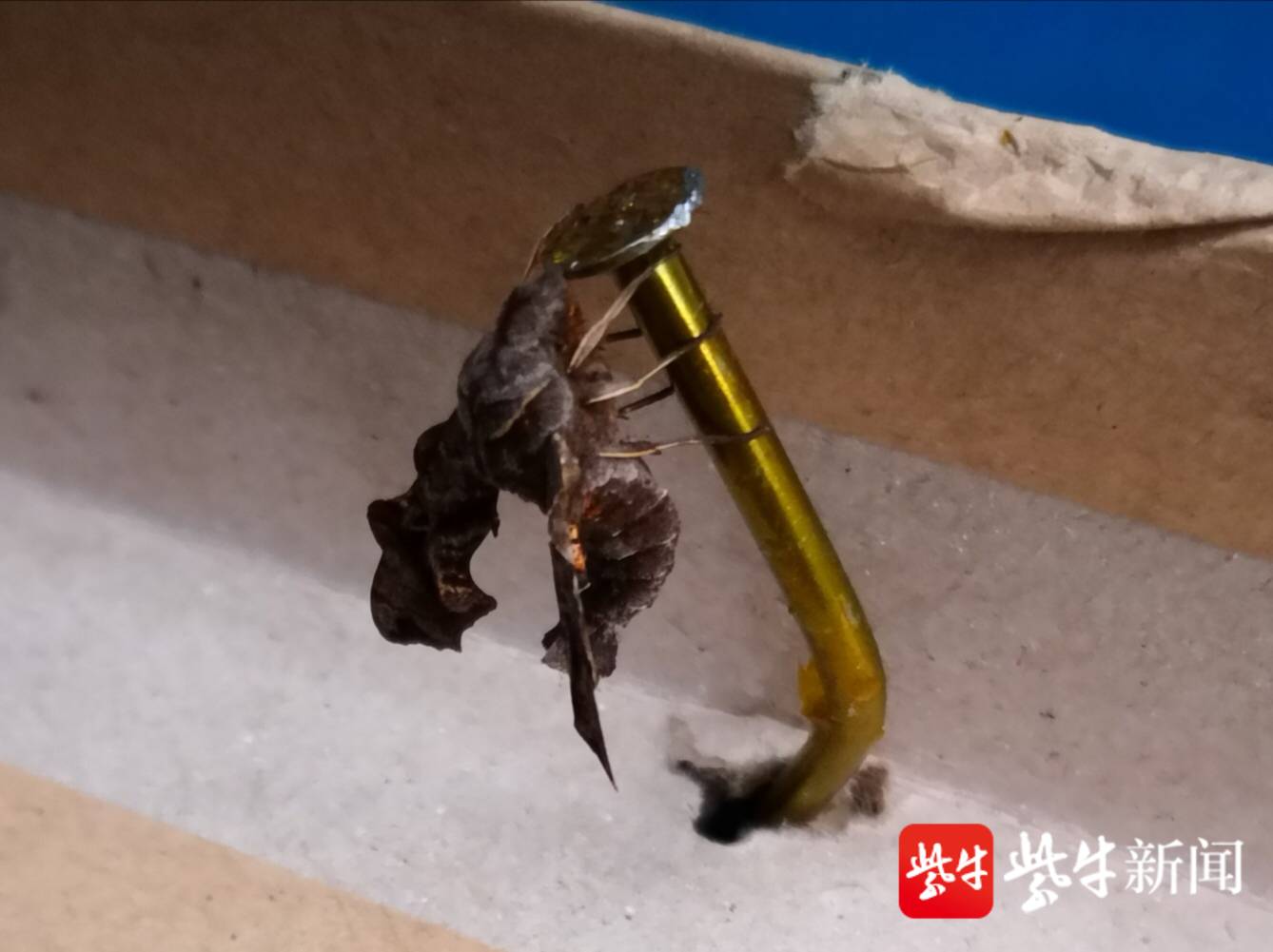 全国首例!苏州工业园区海关截获三角凹缘天蛾