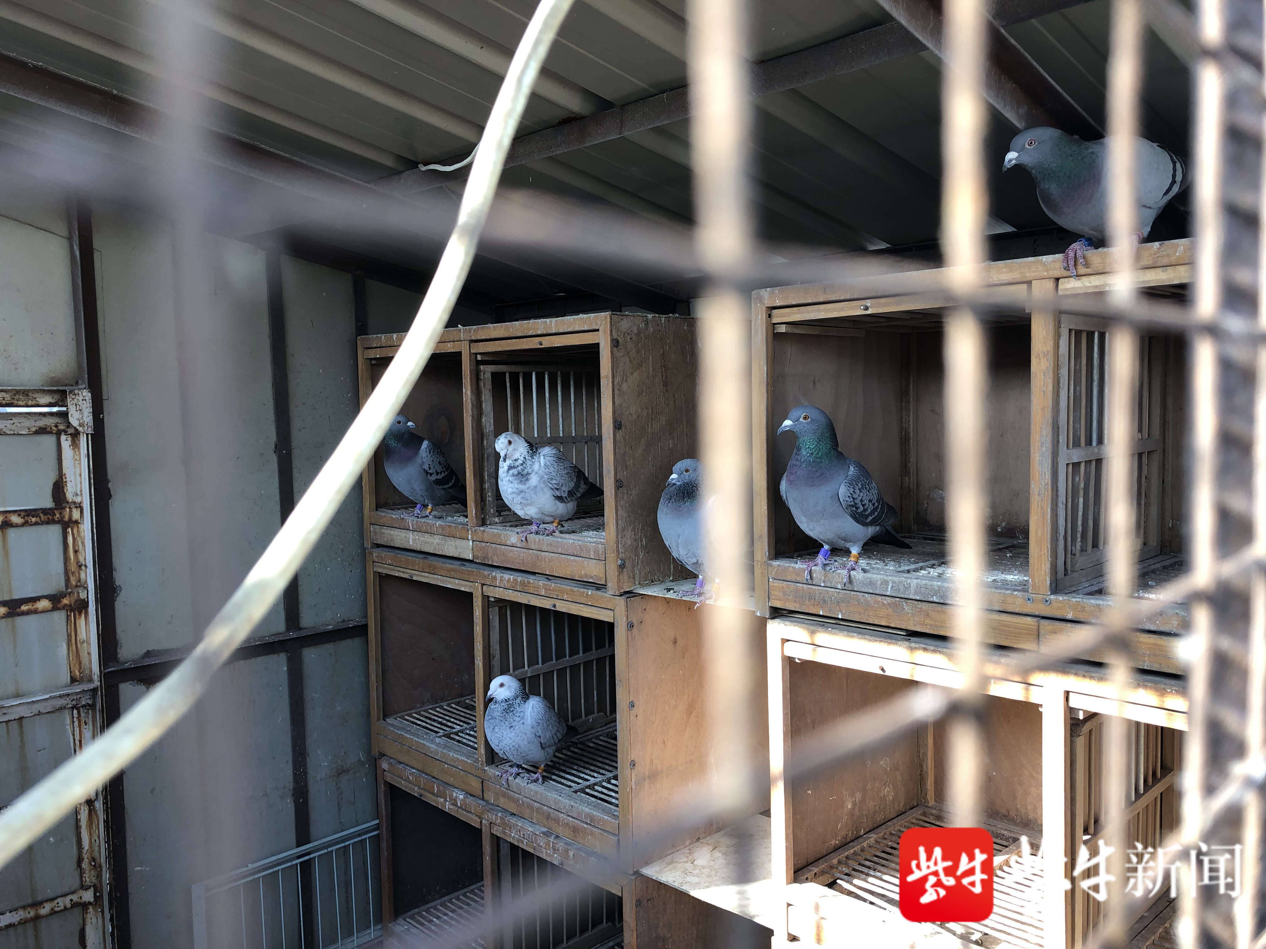 住在楼上的鸽子让邻居心太乱,如何与鸽子"和平共处"请你来支招