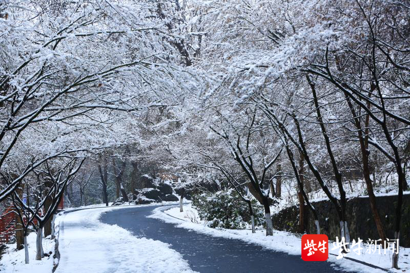 视频 雪中的栖霞山太美了