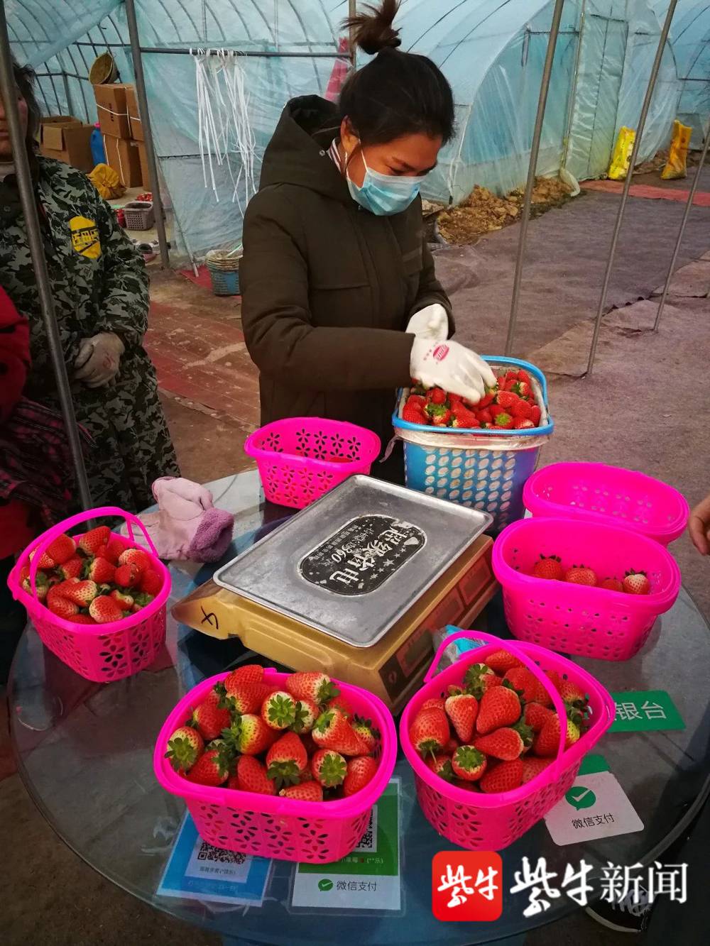 采摘园滞销的草莓.