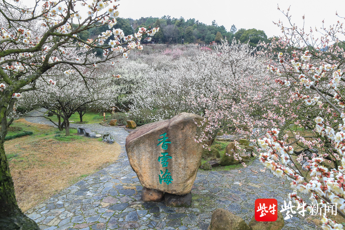 视频 苏州香雪海梅花盛开 24日起景区恢复开放全国医护工作者免费入园