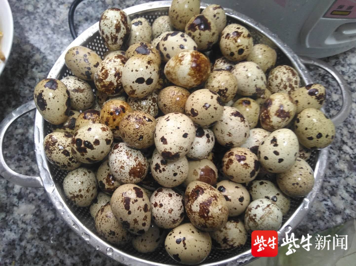 众人出手相助 ,镇江宝堰小小鹌鹑蛋有了大市场