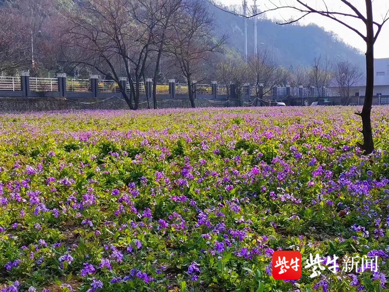 云赏花 视频 除了南理工 南京还有这些欣赏二月兰花海的好地方