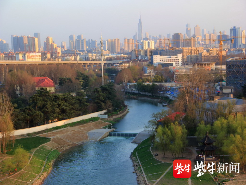 南京金川河成了鸟儿乐园