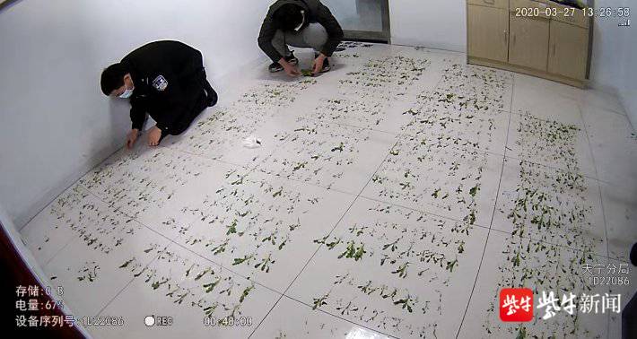 草草,2019年春,邻居陈某知道自己喜欢养花,便送过来两个罂粟花的壳子