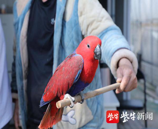 国家二级保护动物"折衷鹦鹉"