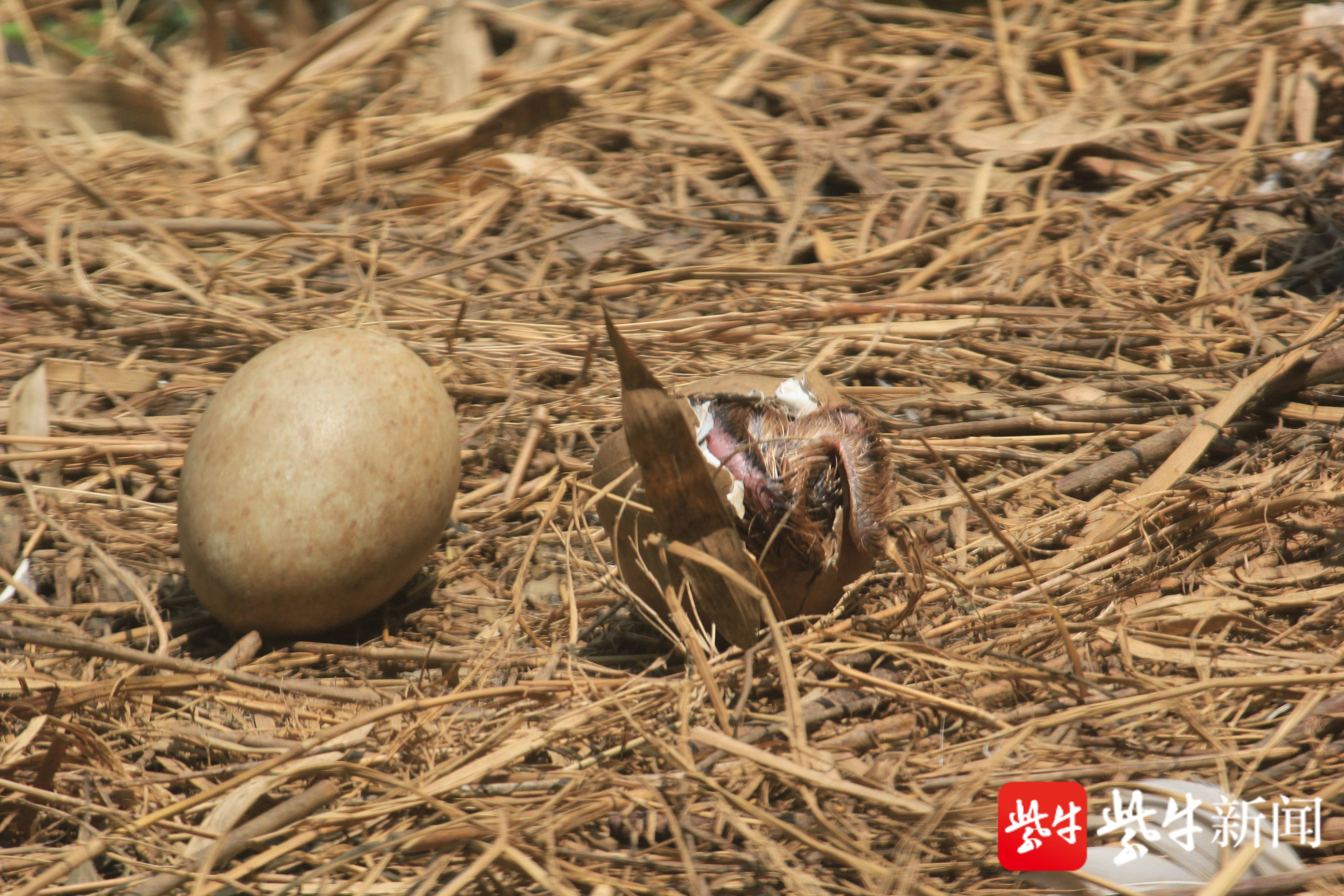 下蛋,孵化,破壳而出——丹顶鹤都市育雏记