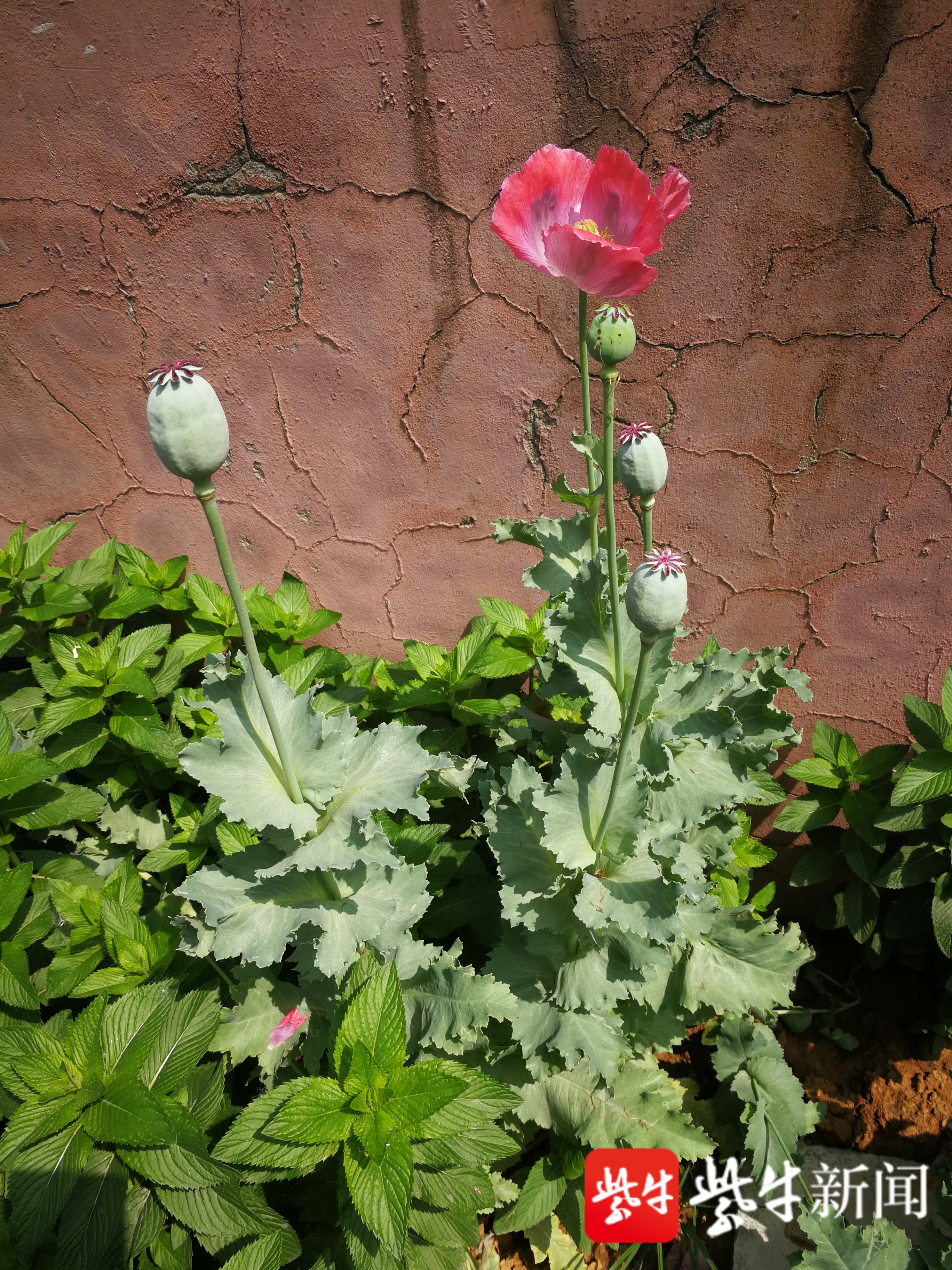 公共綠地上發現了幾株已經開花結果的植物,其果實外形與罌粟果實非常