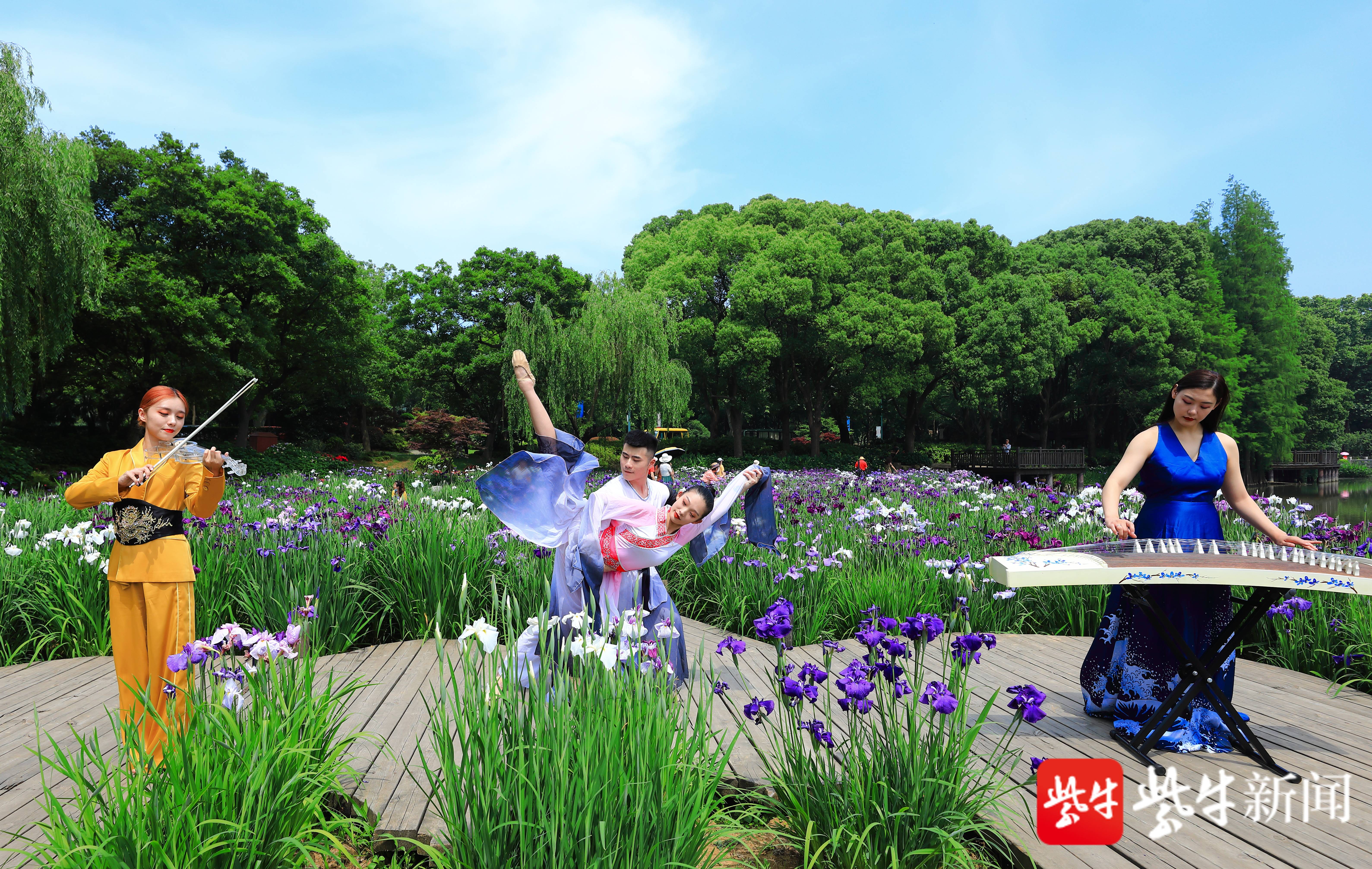 视频 鼋头渚花菖蒲 绣球齐绽开启夏日五彩世界