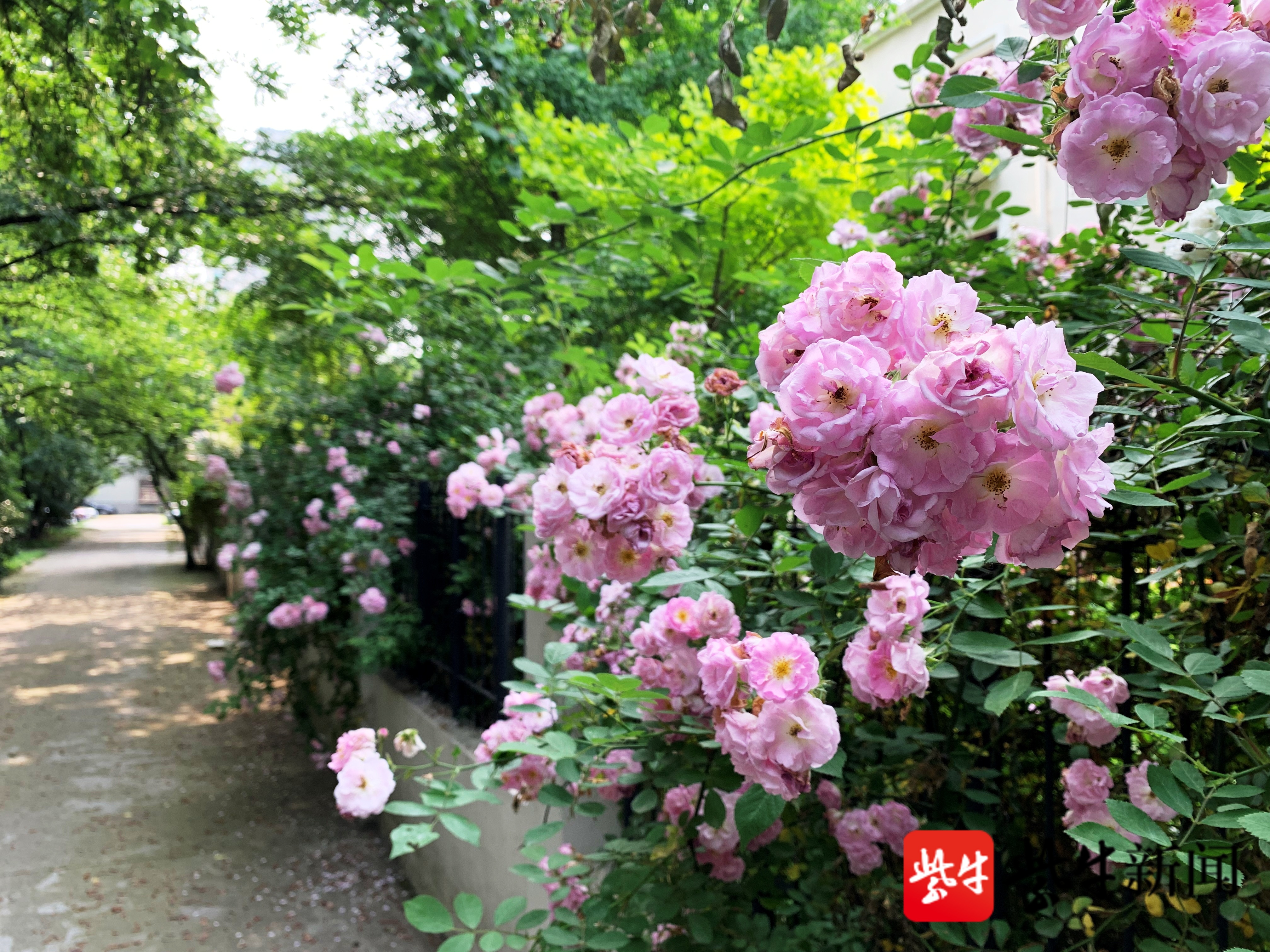 5月蔷薇季 你是否知道南京的 蔷薇隧道