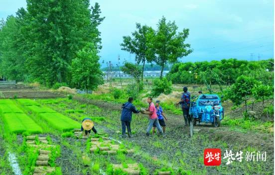 夏种夏收正当时,龙潭农民忙插秧