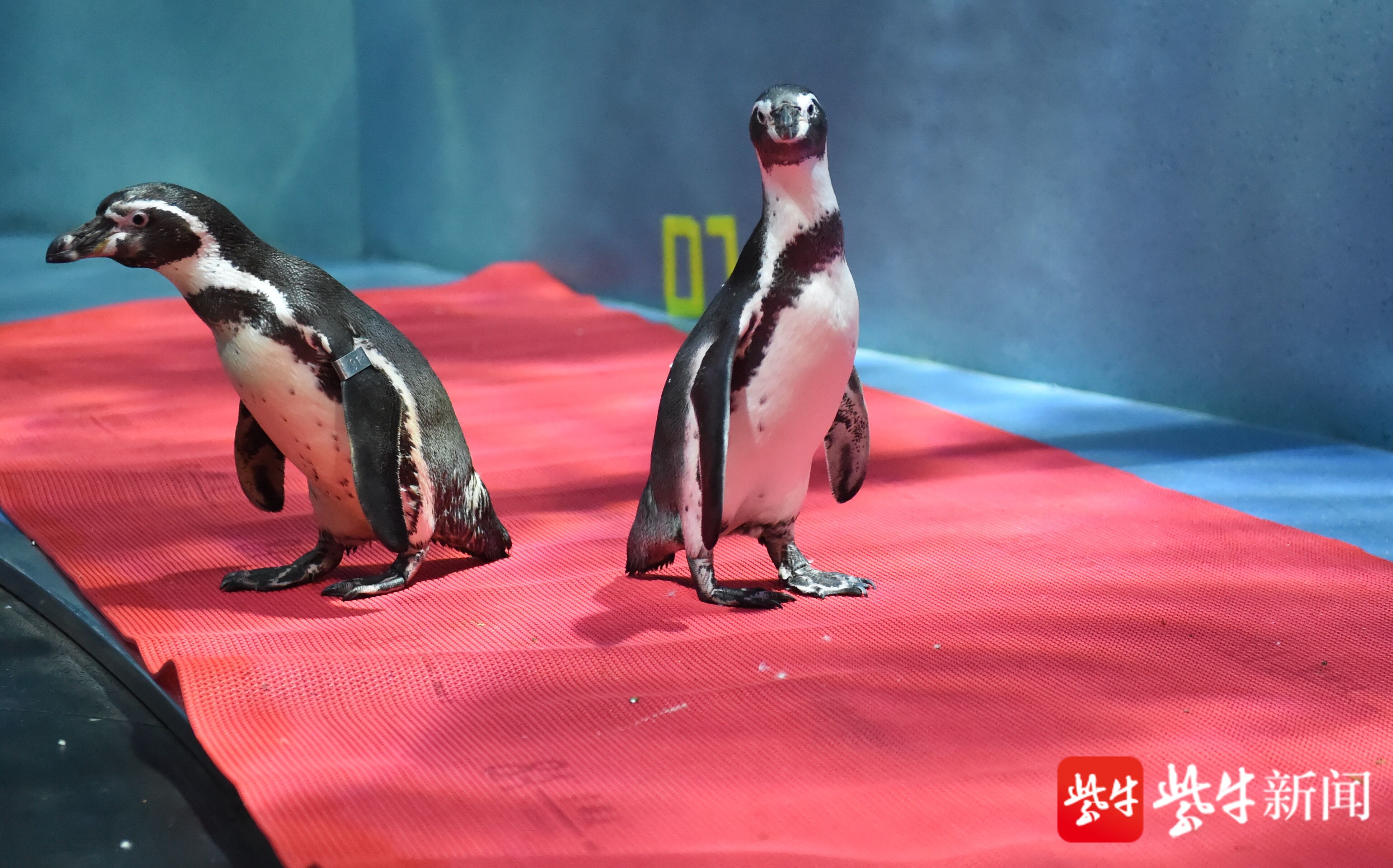 南京海底世界黏人精小企鹅寸步不离饲养员爸爸,端午还有萌趣鱼展