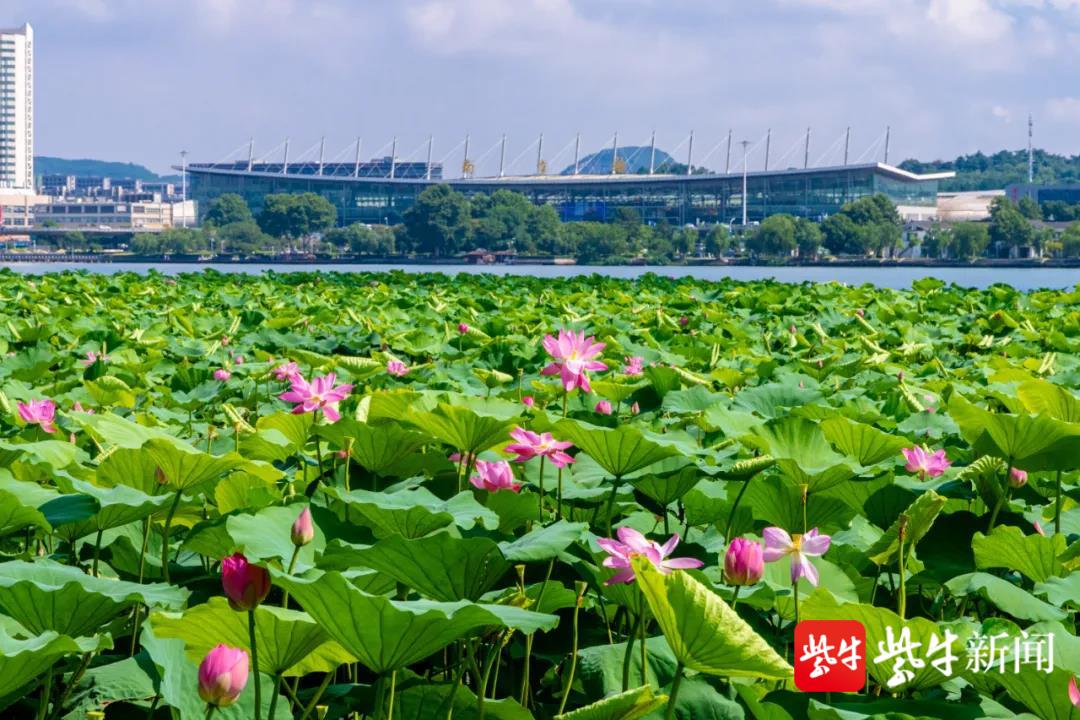 跟著楹聯賞南京玄武湖荷花