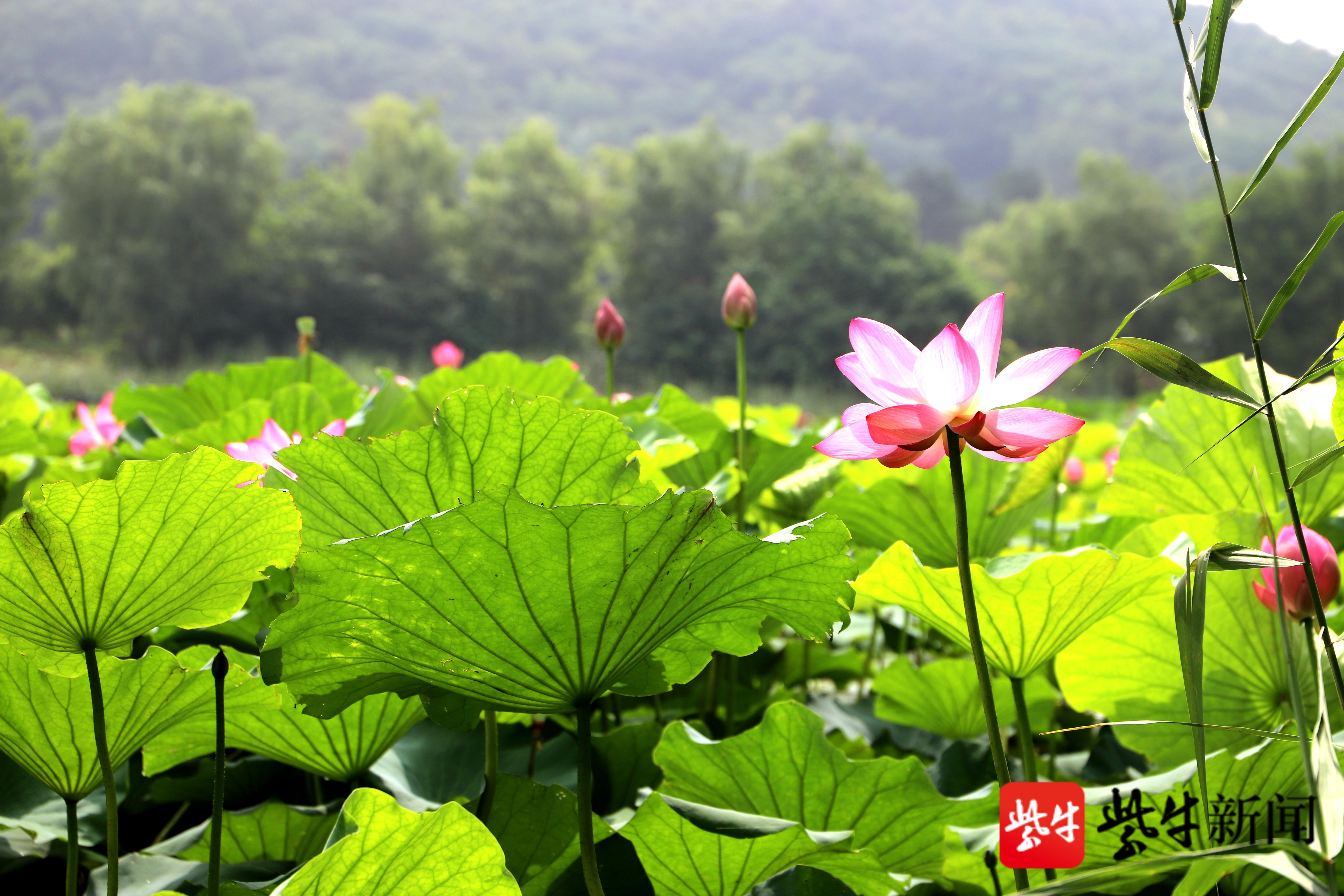 包粽,採桃……接地氣特色活動讓居民