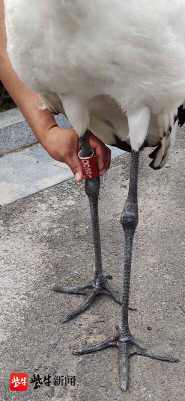 【视频】3只幼鹤飞行训练失联,掉落在百公里外,幸好.