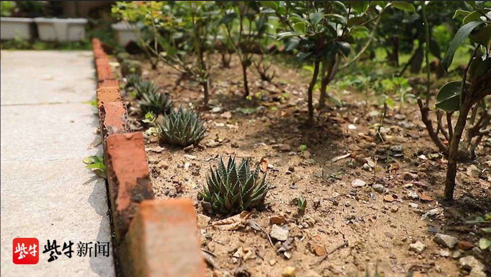 用红砖砌成的小围栏