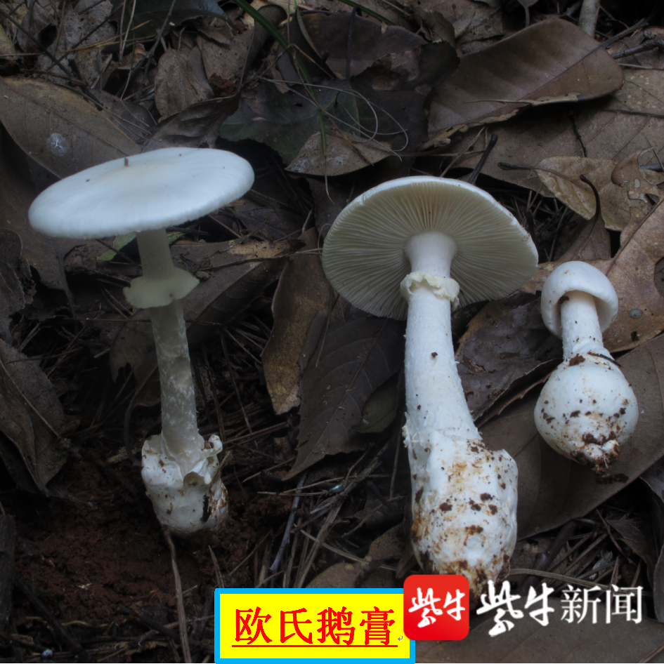 山珍採摘高手誤食毒蘑菇險送命