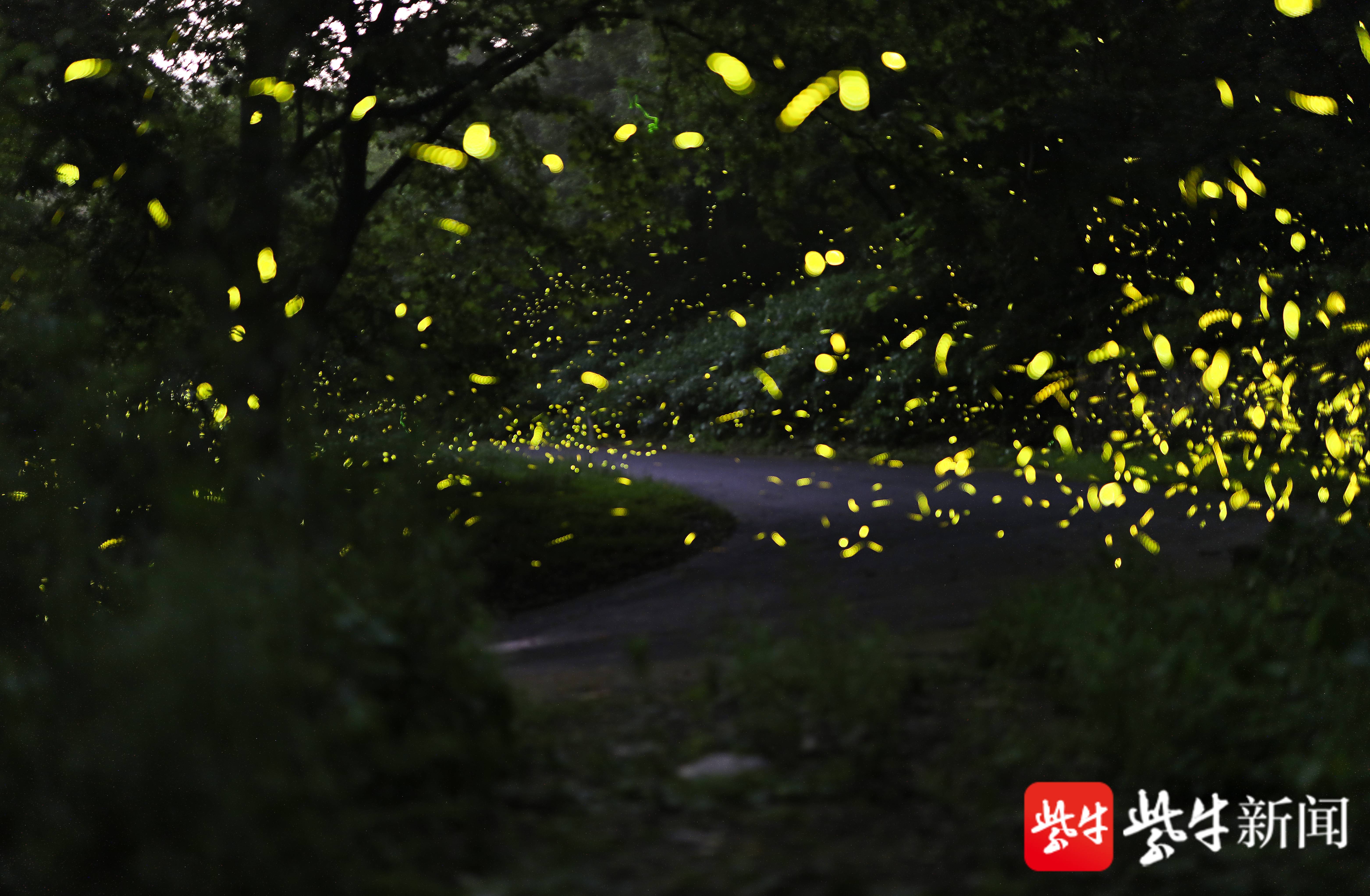 镇江宝华山:萤火虫夏夜飞舞,山林成梦幻世界