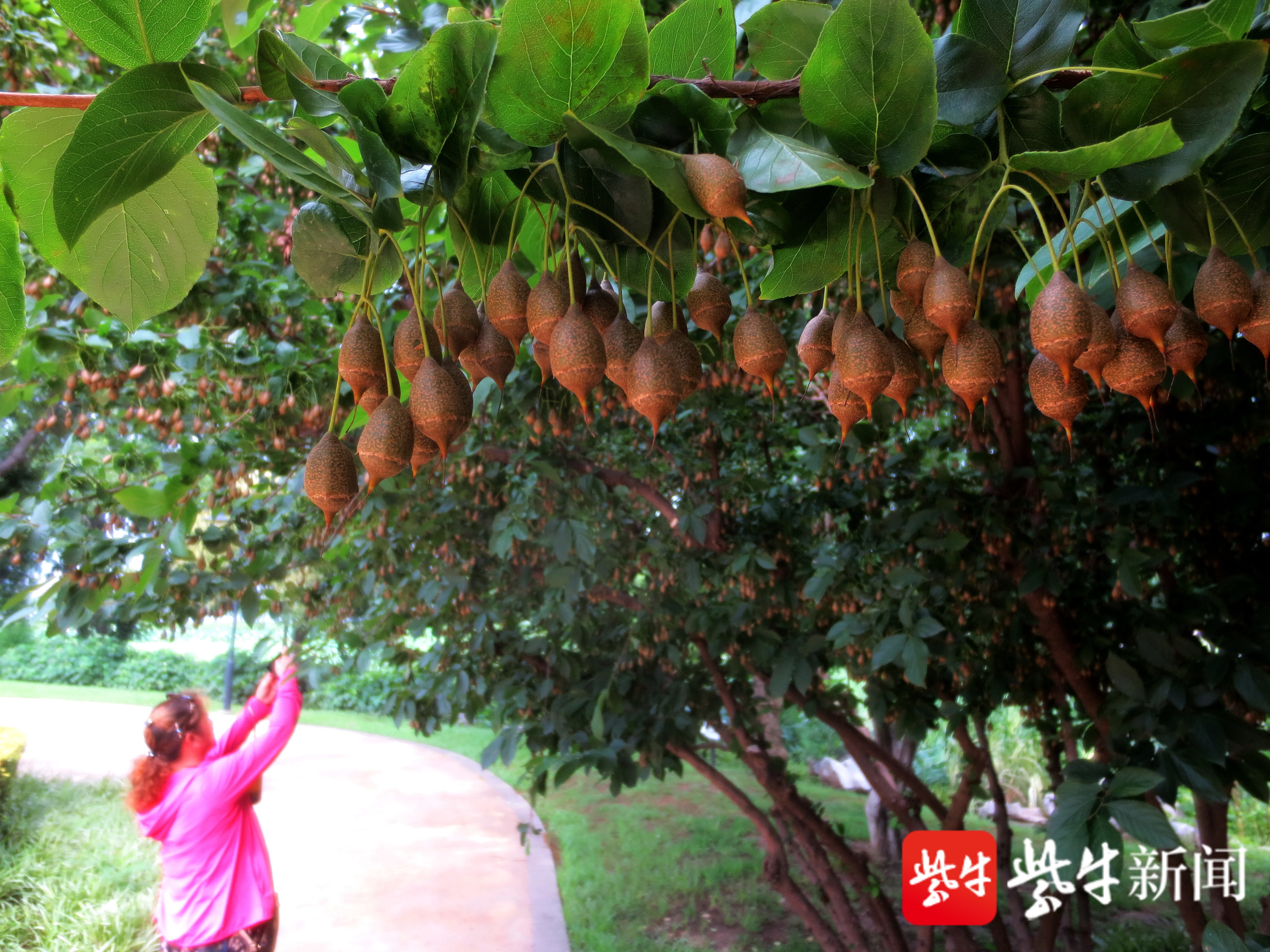 频危秤砣树玄武湖安家满树挂果颇为独特