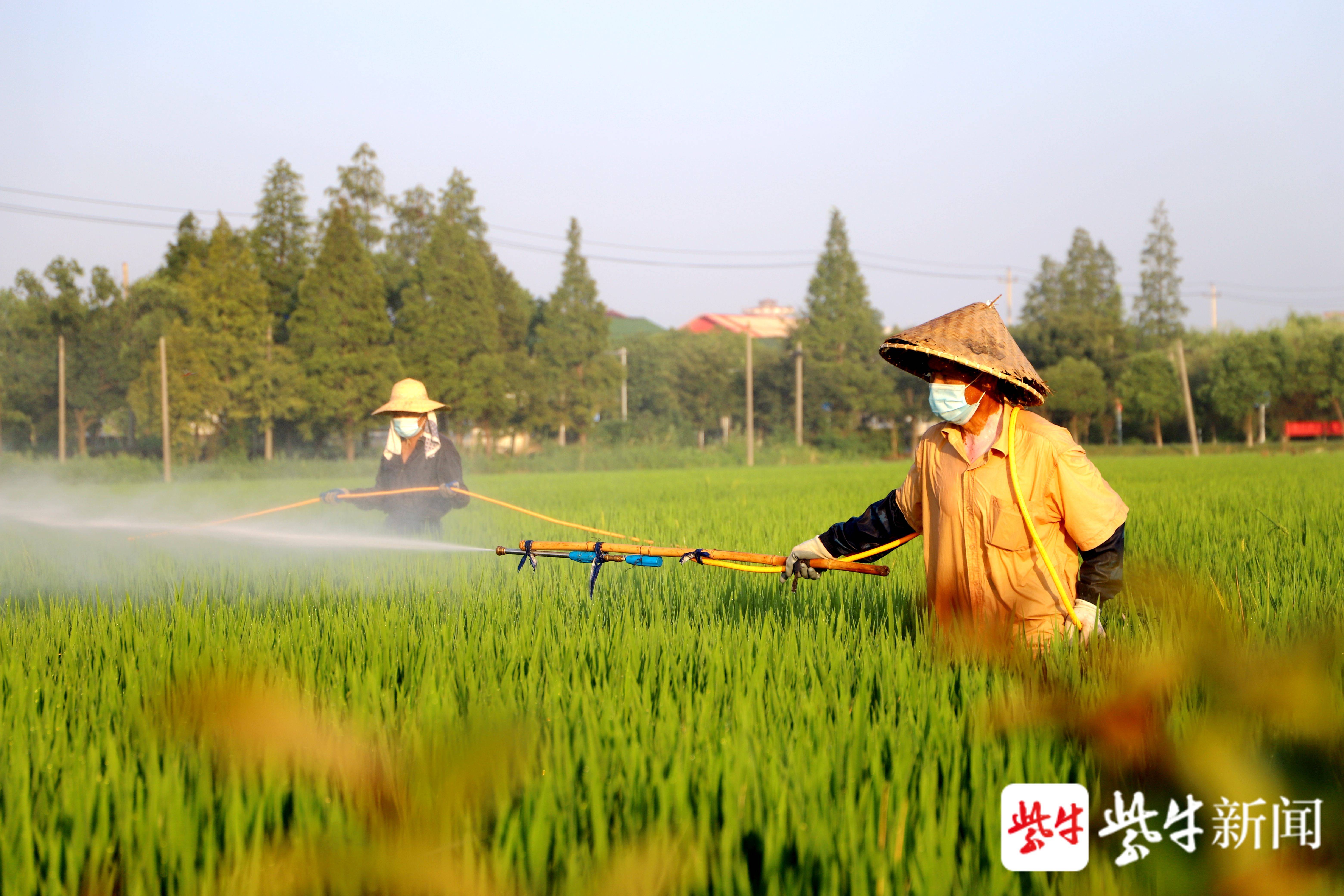 虽然戴着遮阳斗笠,但农民还是被晒得满脸通红   高晓平  摄