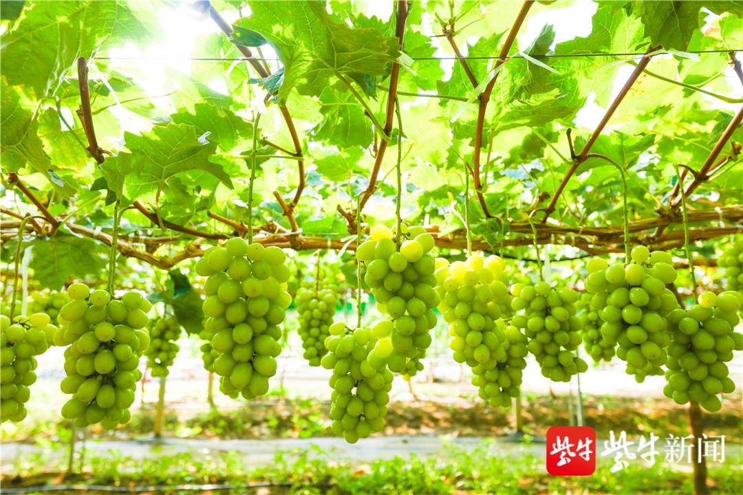 葡萄"串"起乡村旅游好风景 江苏"苏韵乡情"专场推介走进通州
