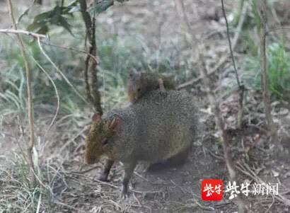 刺山鼠,虎头鼠,山老鼠_文秘苑图库