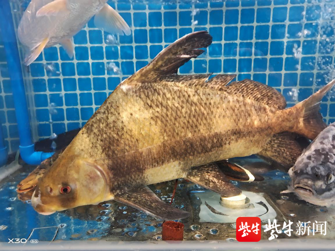 长江保护鱼类图片大全图片