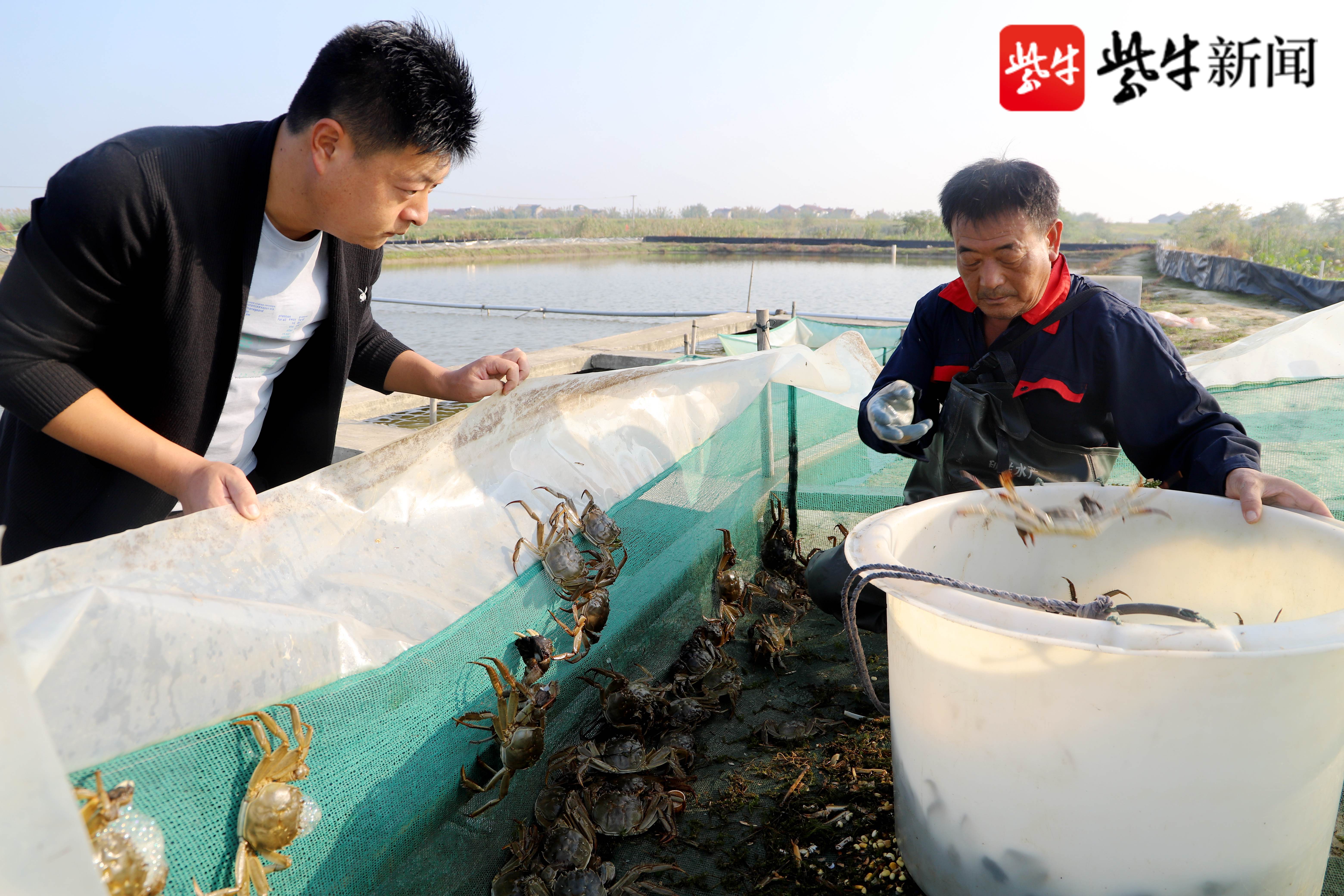 承包田地養蟹,螃蟹成為增收致富