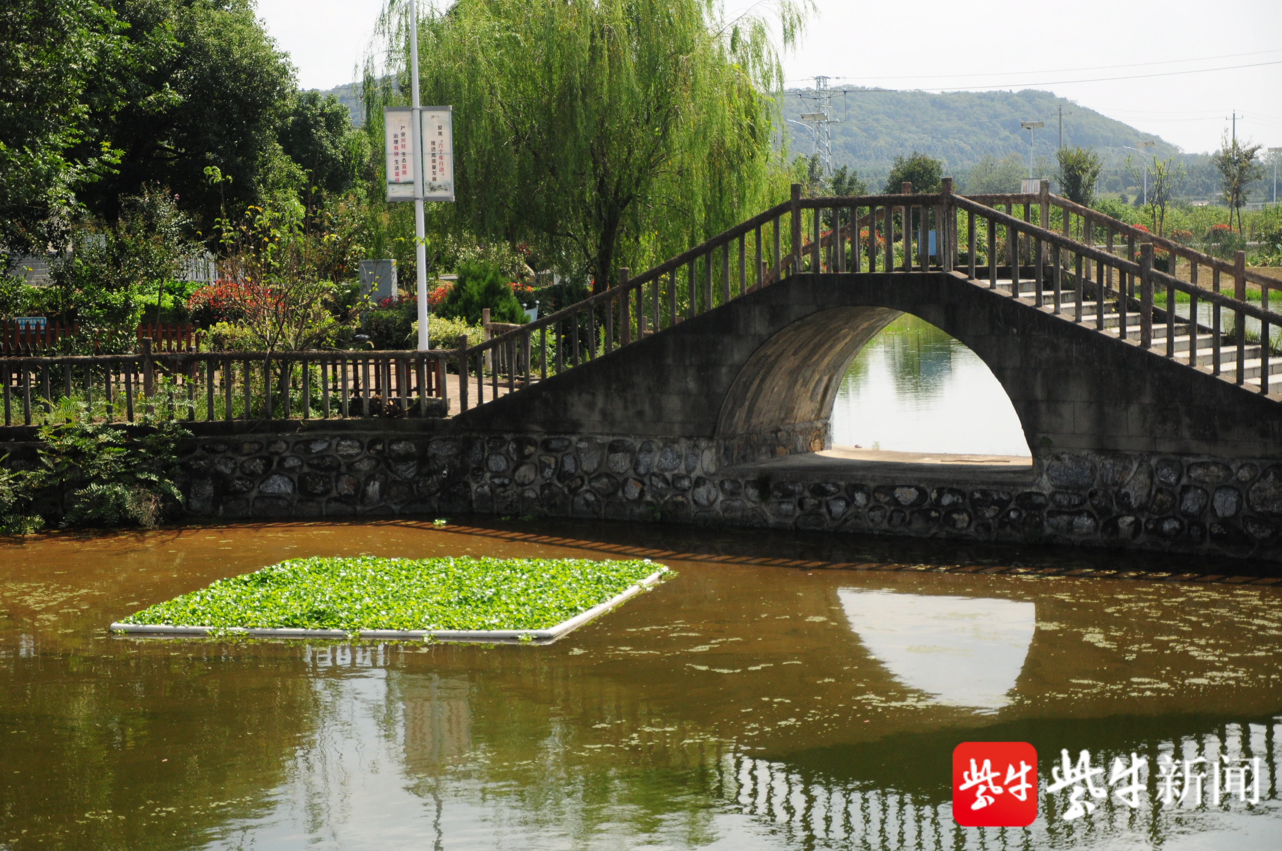 粉黛子草花海,何氏宗祠…固城街道花山村成为网红打卡地