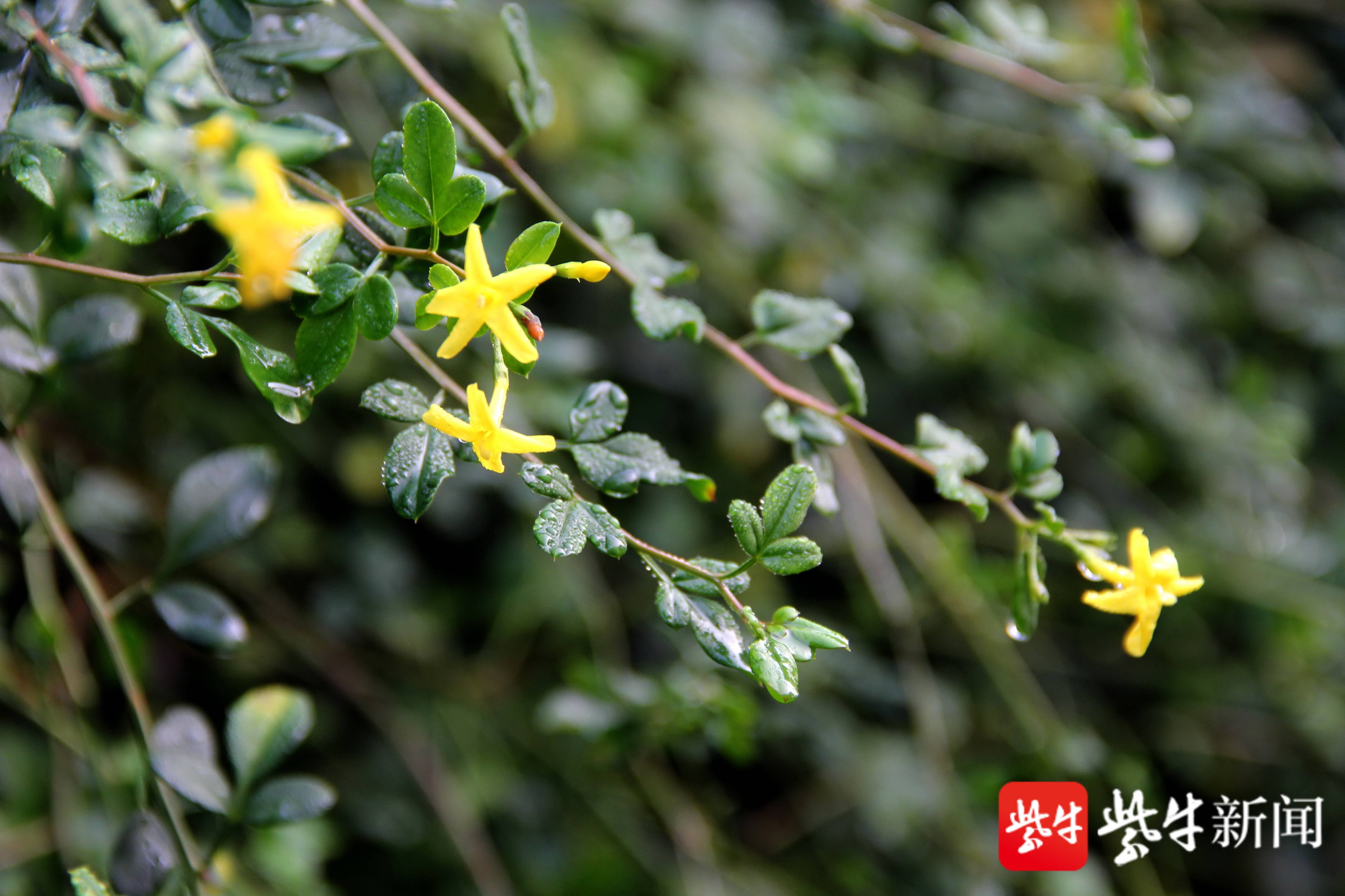 图为迎春花在秋天绽放