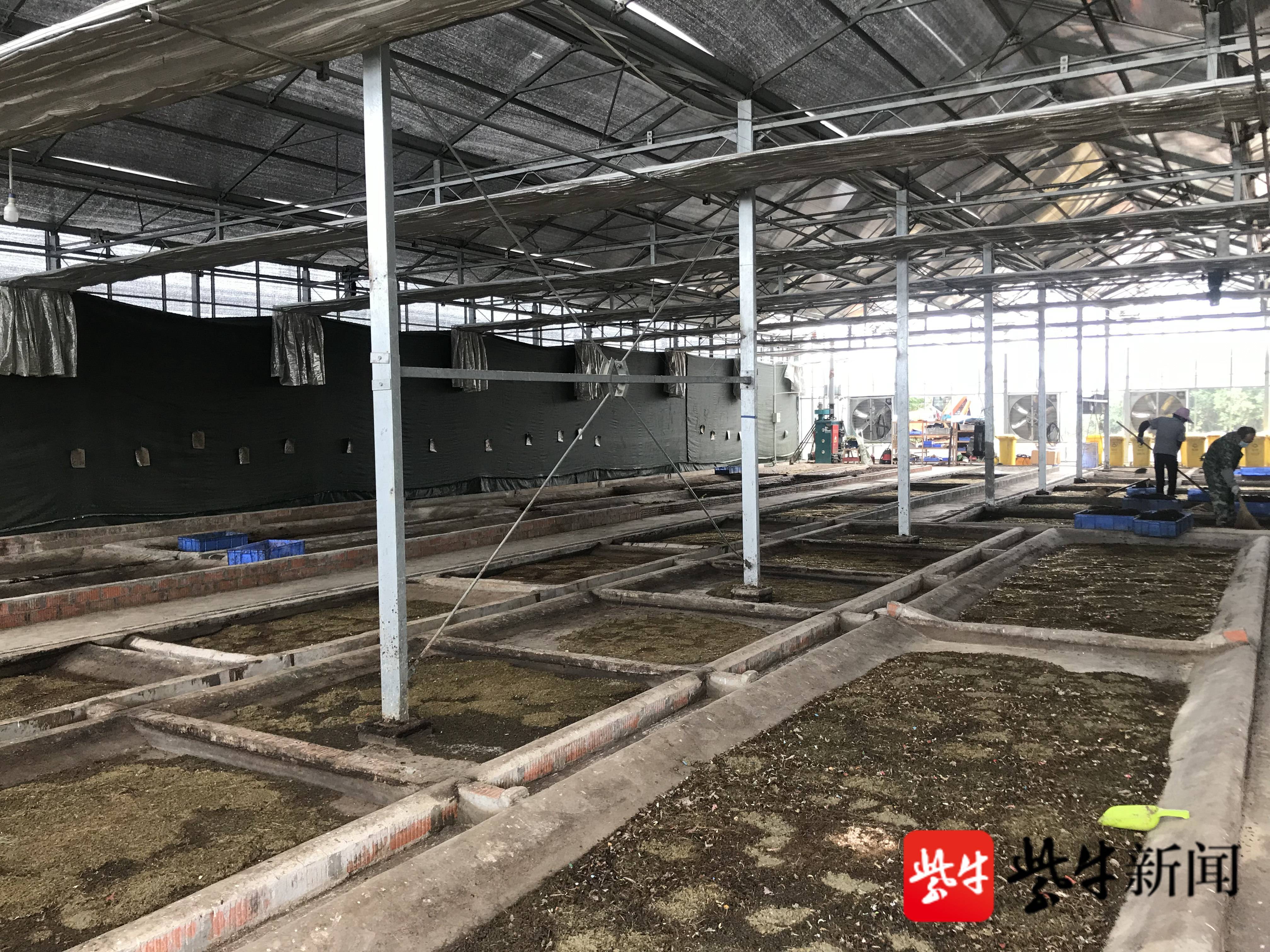 黑水虻繁育基地现场