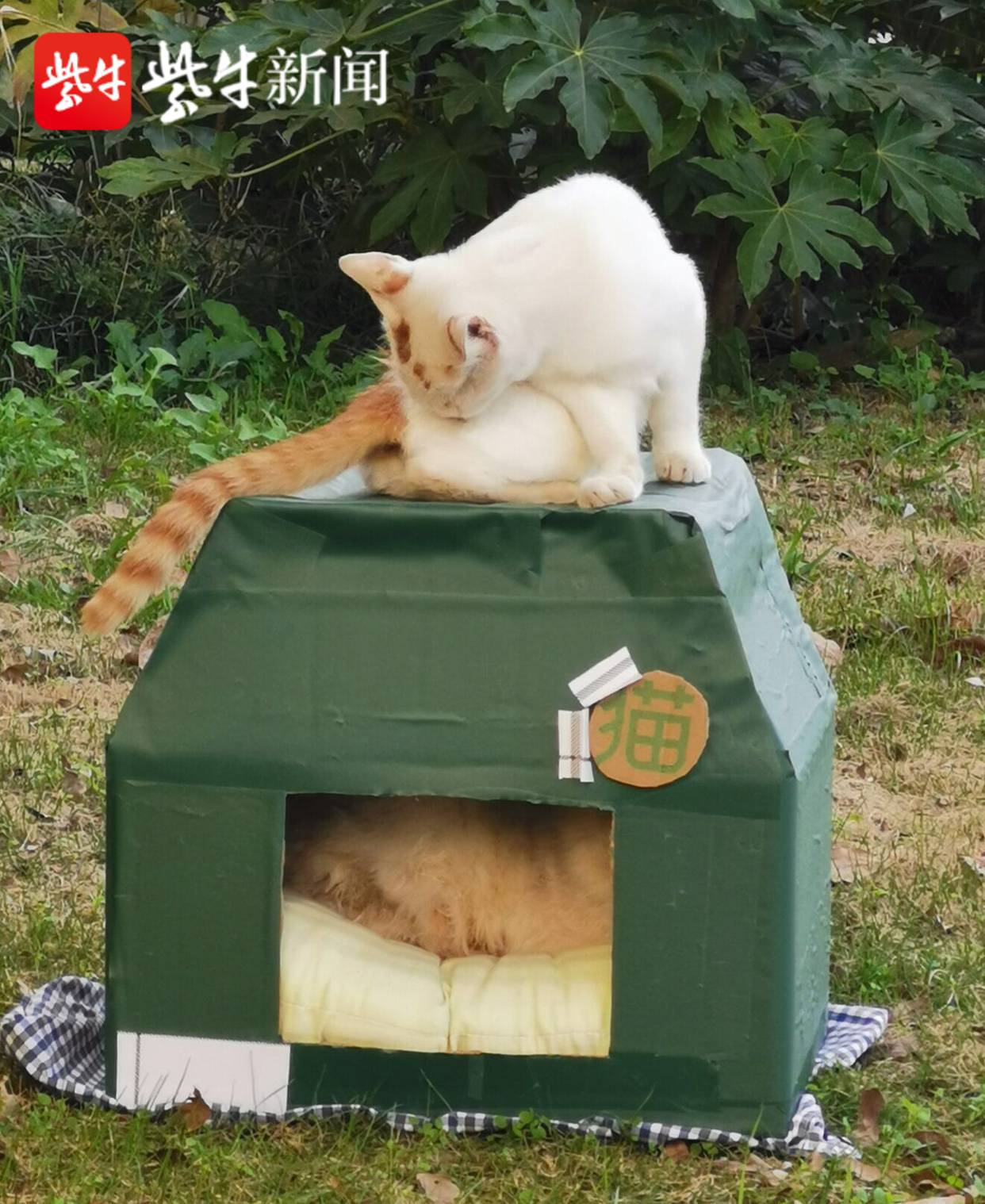 天渐渐冷了大学生搭建温馨暖和的校园流浪猫之家