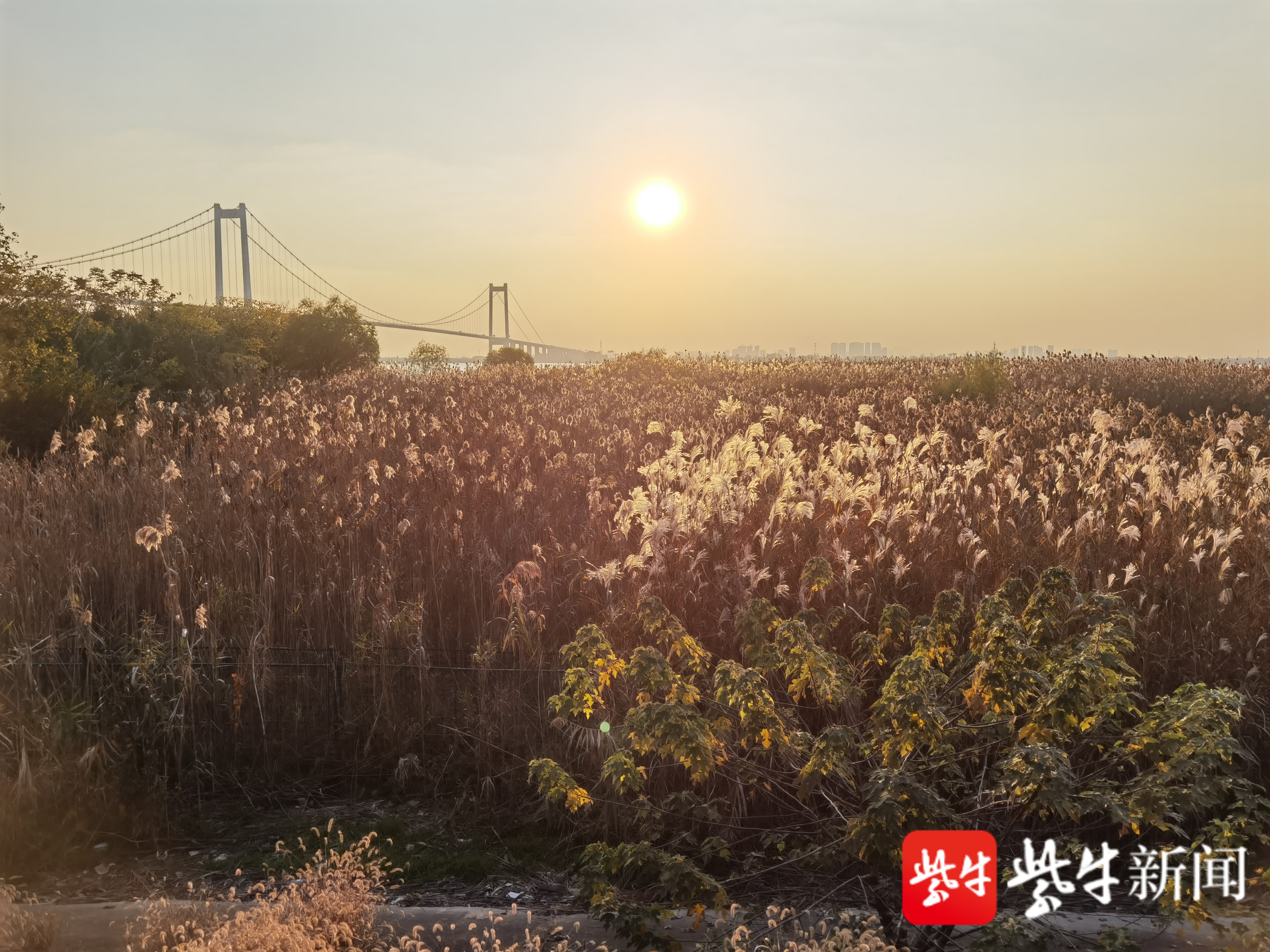 共舞长江经济带 看高质量发展 芦花飞雪 水天一色 泰州打造 春江花月夜 湿地公园