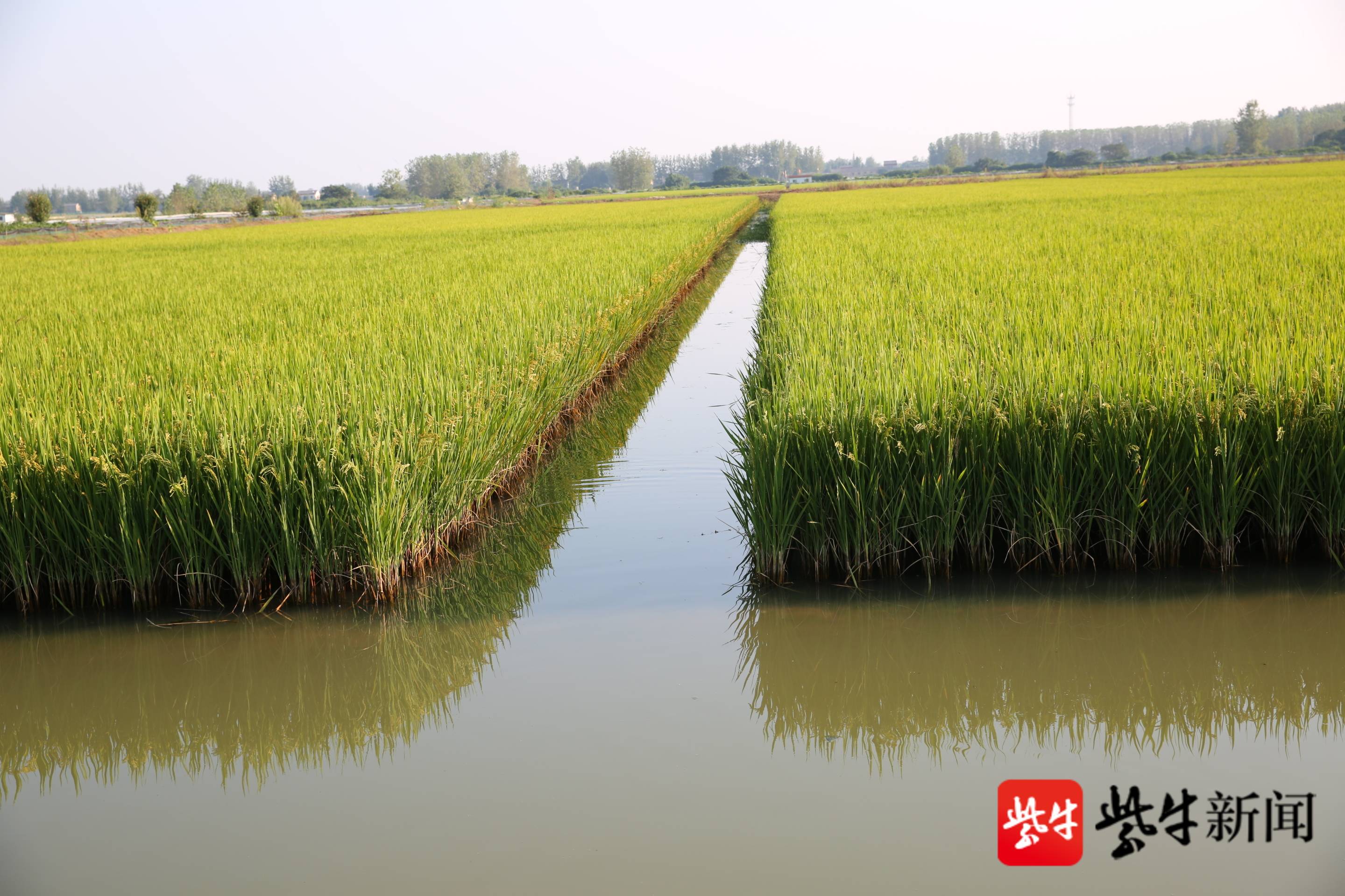 2020-11-19 16:33:08 近日,2020亚夫科技服务"一稻三虾"绿色高效种养