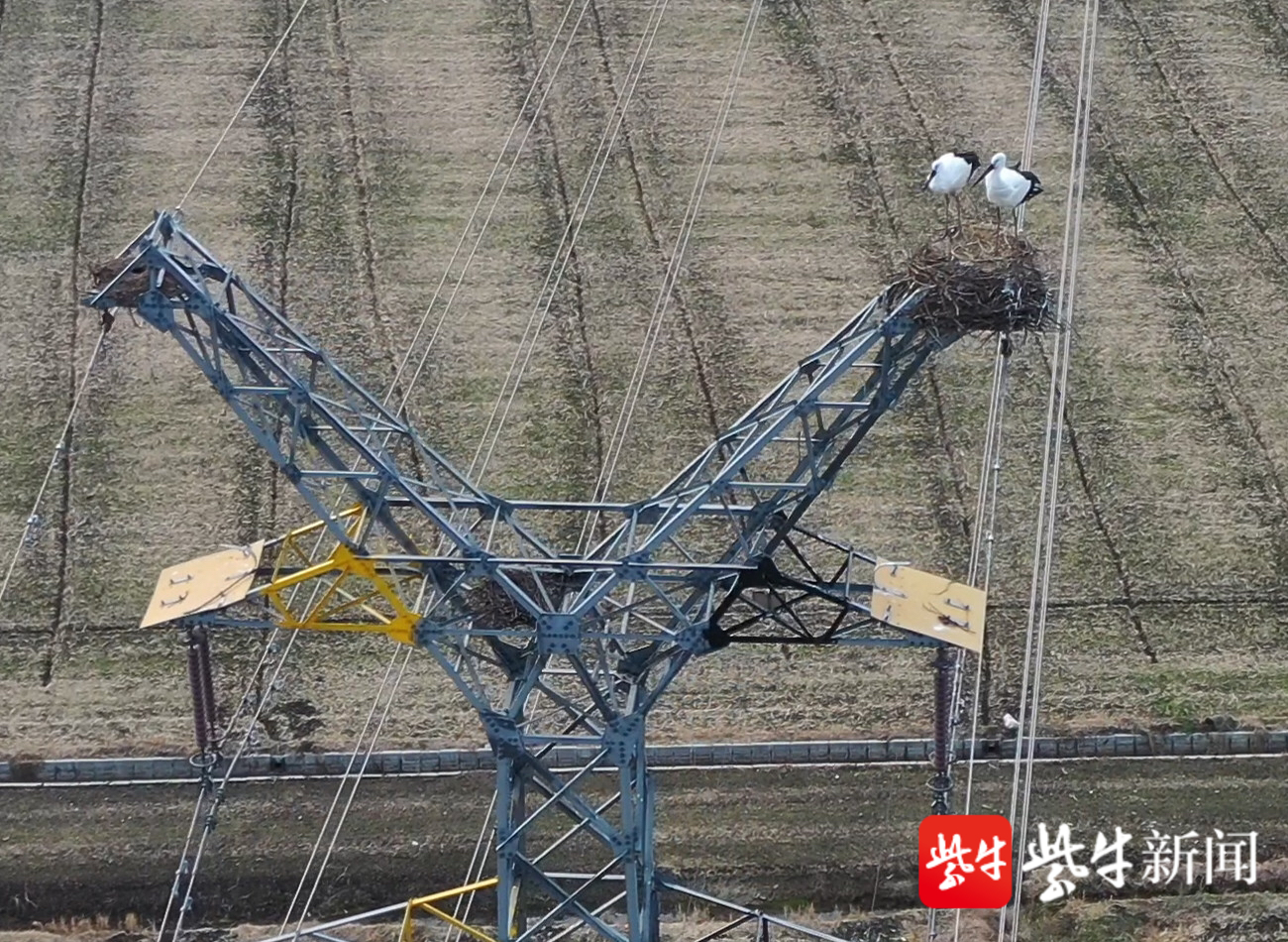 视频|高压铁塔上用心呵护鸟巢,东方白鹳保护地在高邮揭牌,背后有个