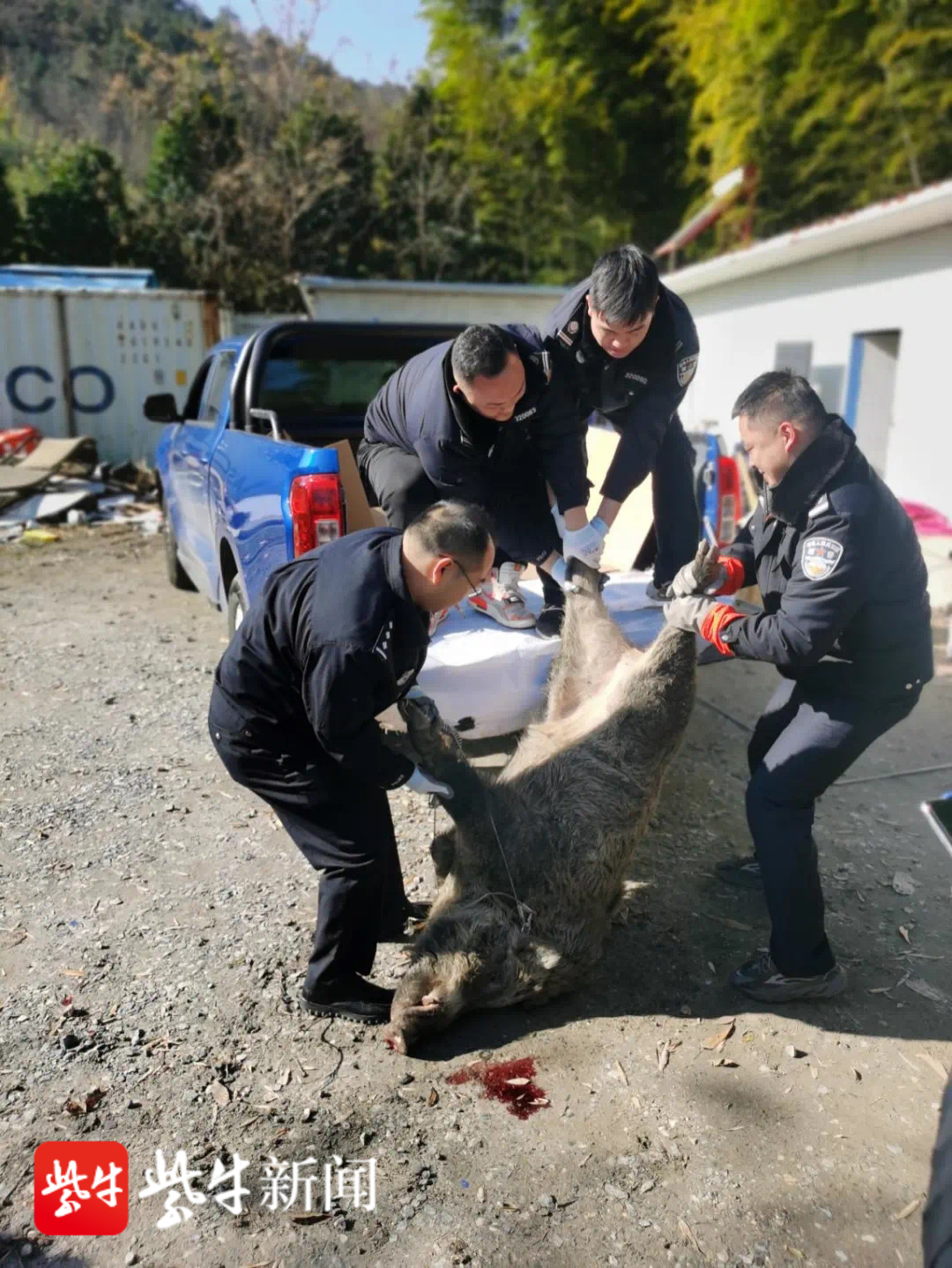 视频|野猪闯入酒店温泉 溧阳警方果断击毙