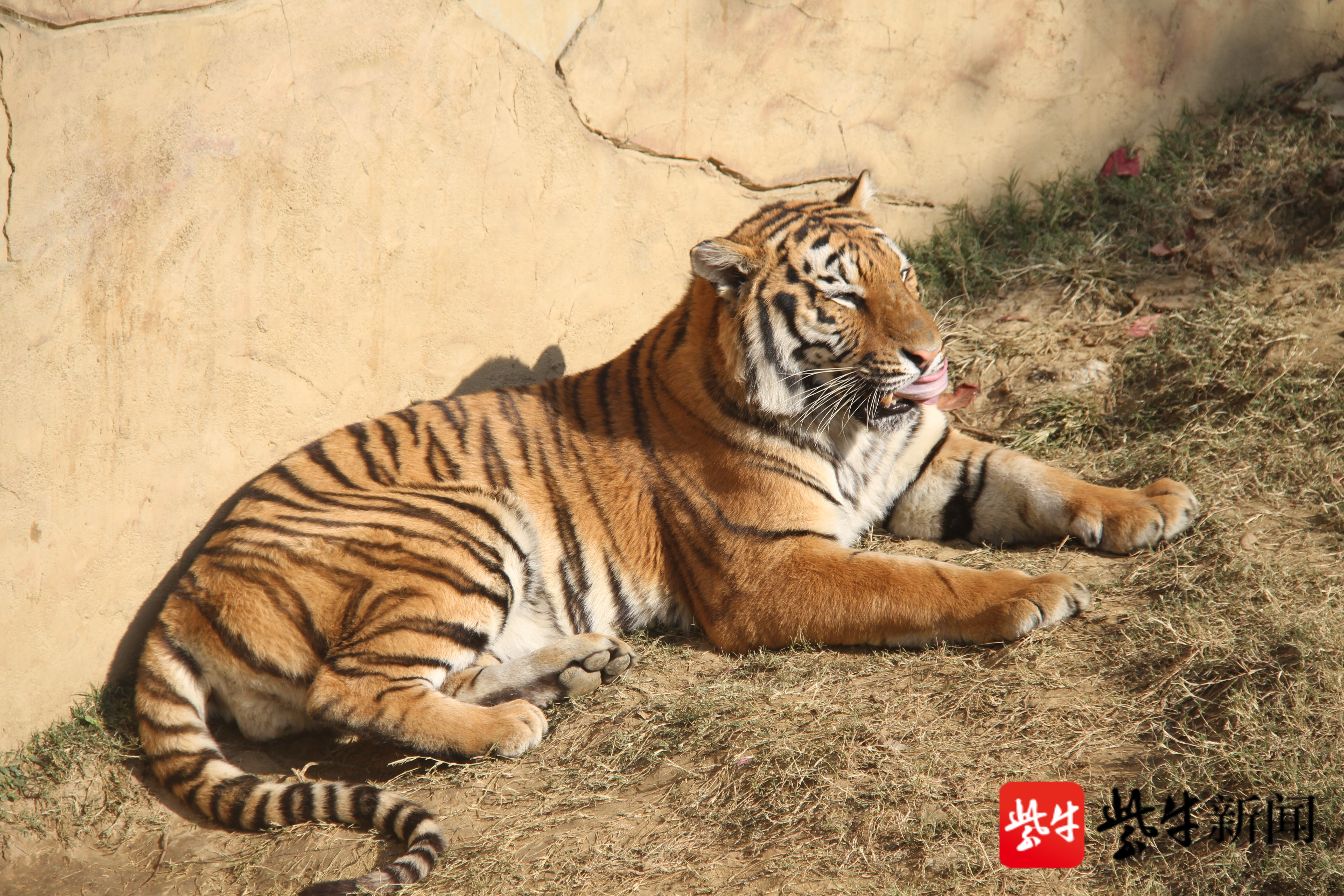 視頻|無錫動物園開啟