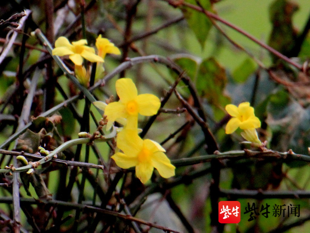 南京白马公园迎春花盛开 错把冬季当春天