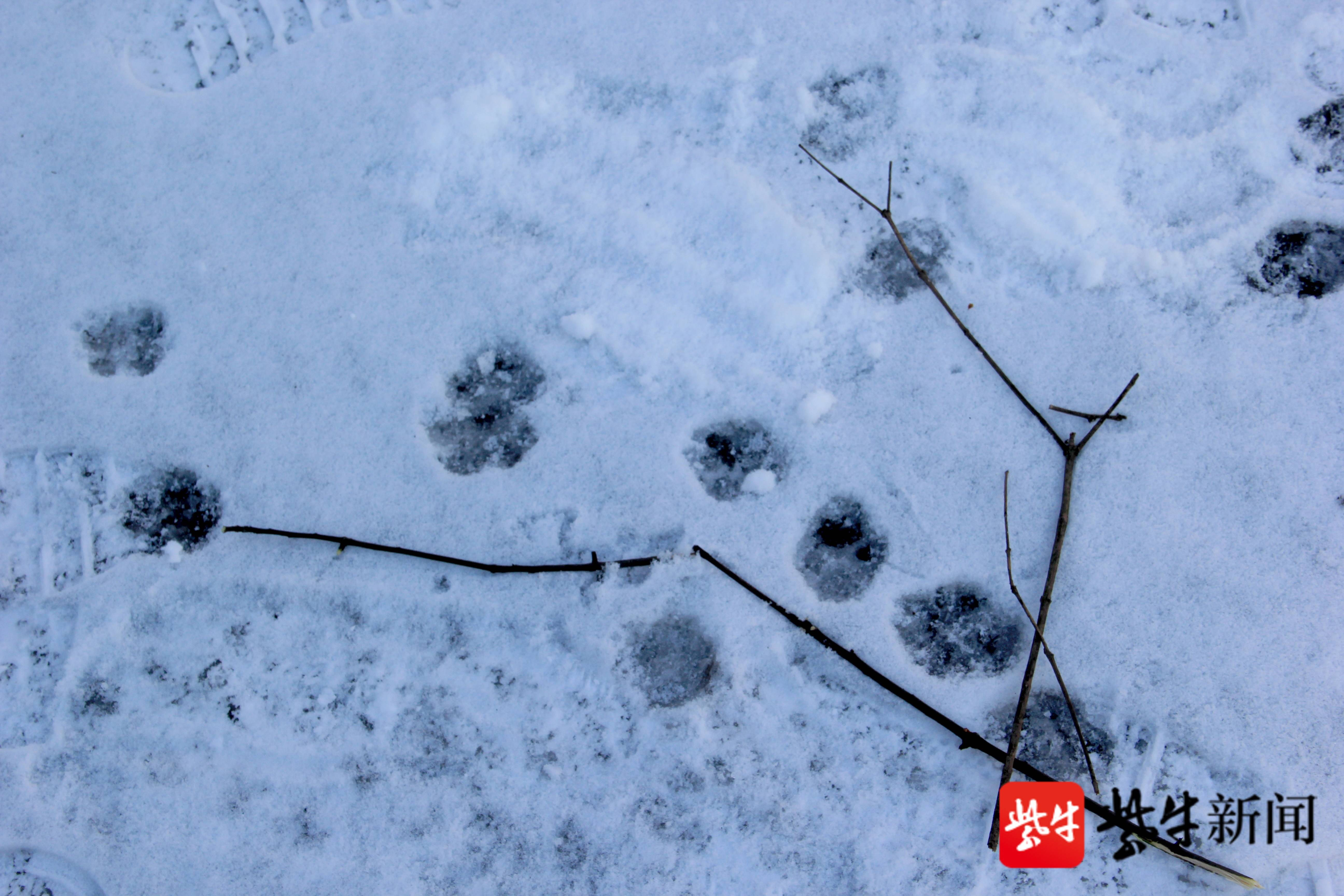 图为狗宝宝印下的梅花印.