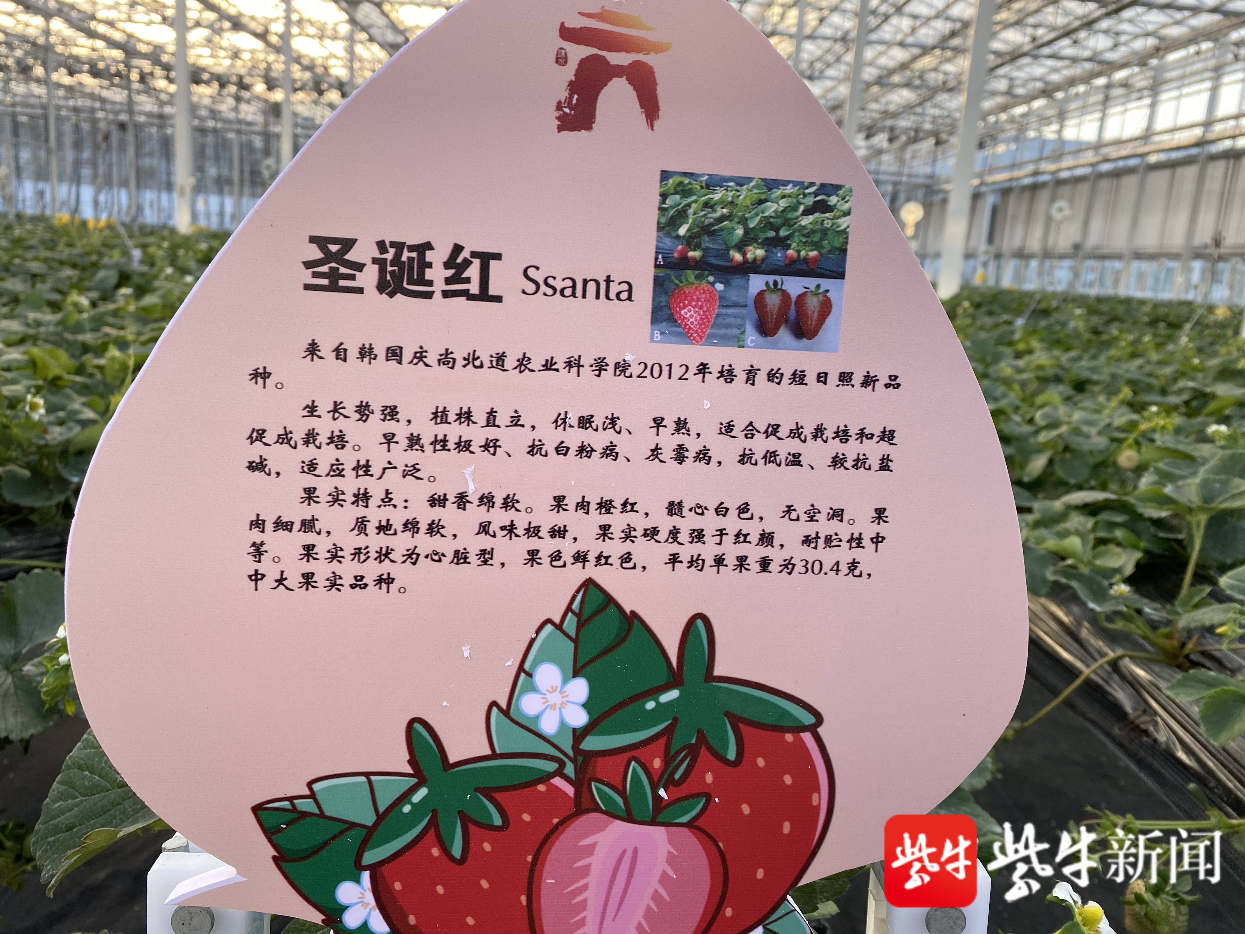 圣诞红草莓