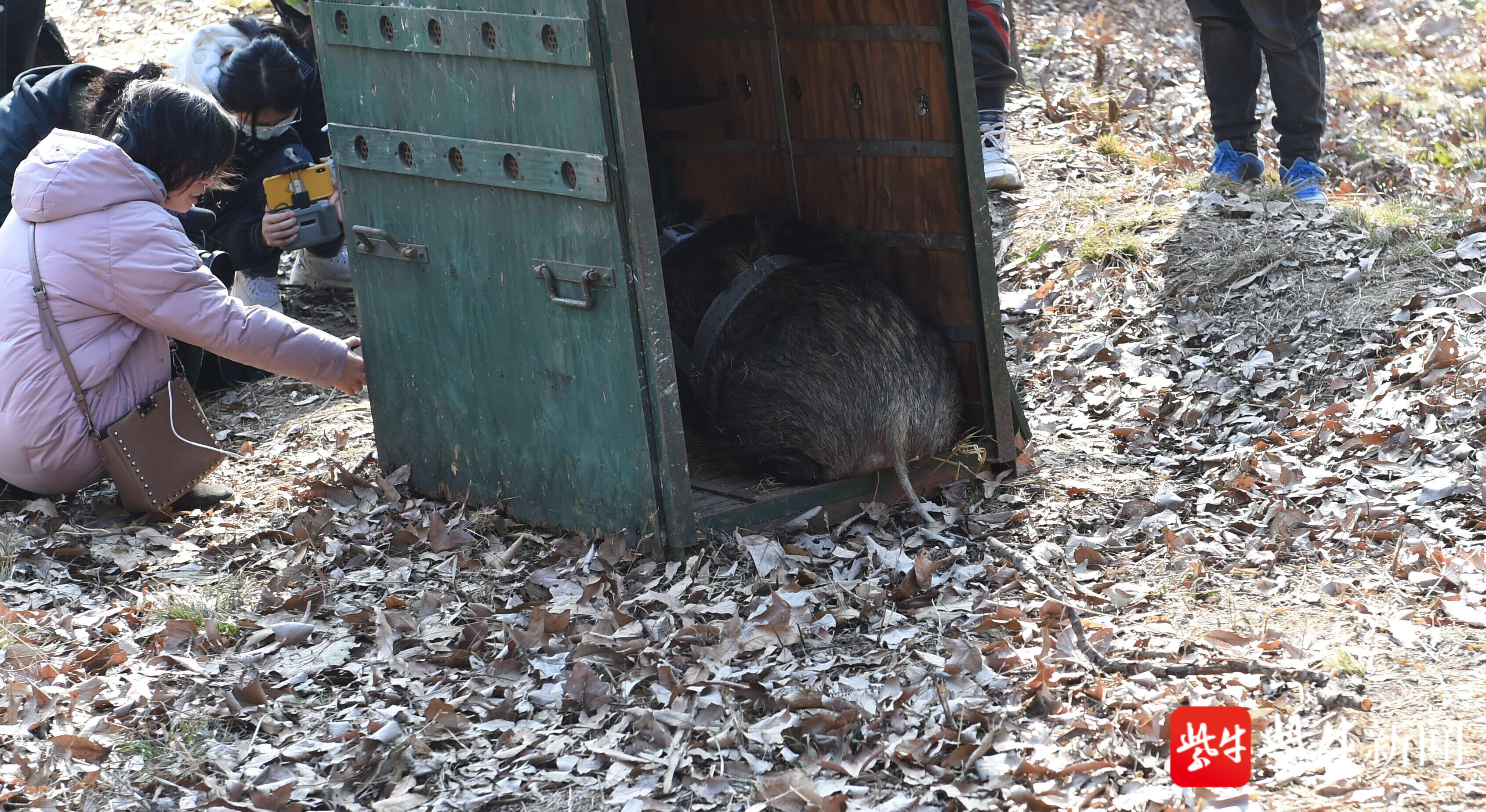 視頻|南京紅山動物園放歸野豬,