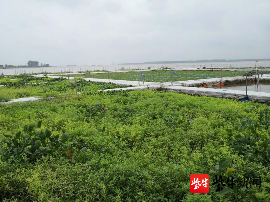 新增耕地6015亩,造林23000亩……镇江生态环境整治修复成效显著