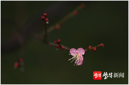 梅花山植梅始于1800多年前的东吴时期 如今早梅怒放 吸引市民 探早梅