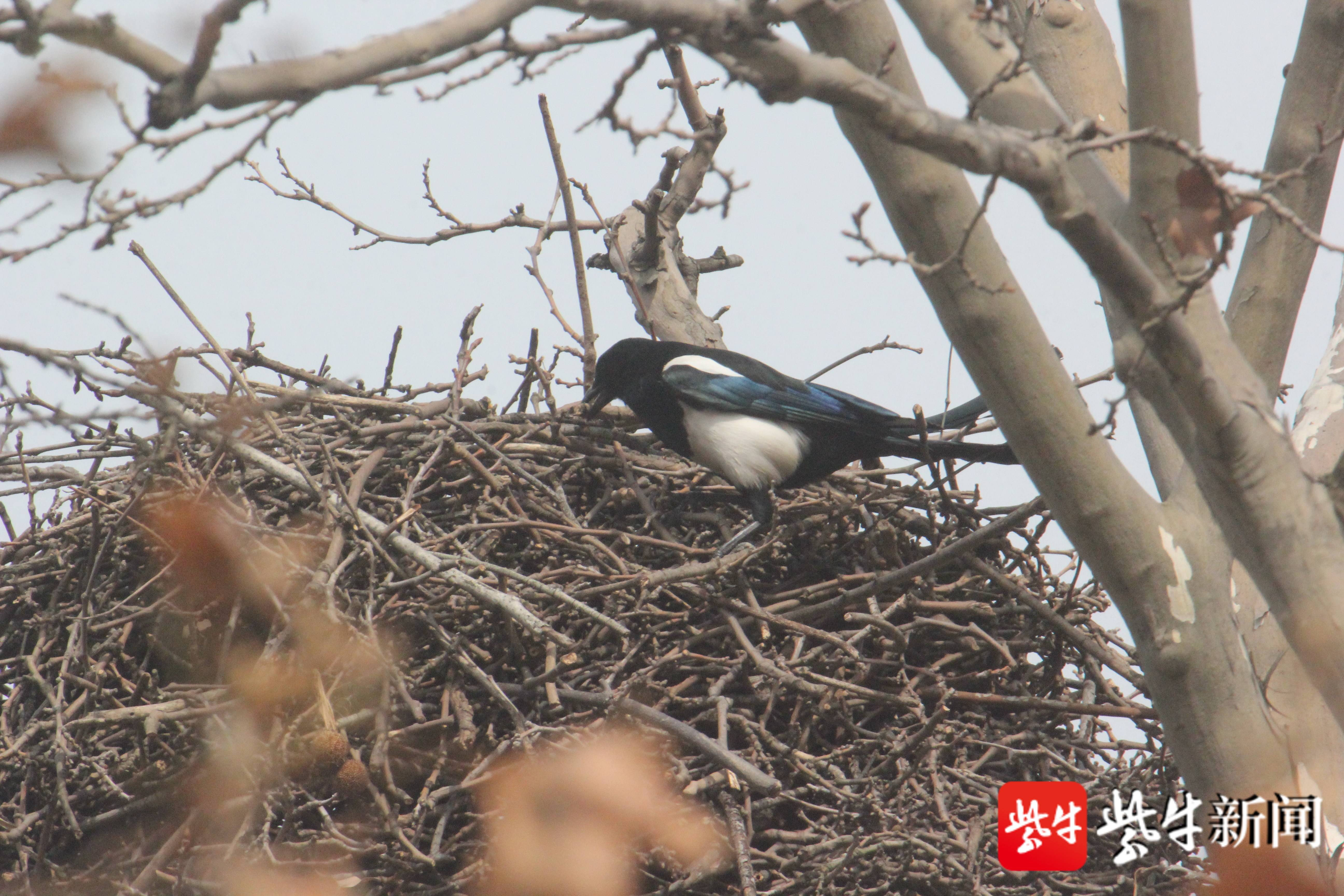 图为喜鹊在筑巢