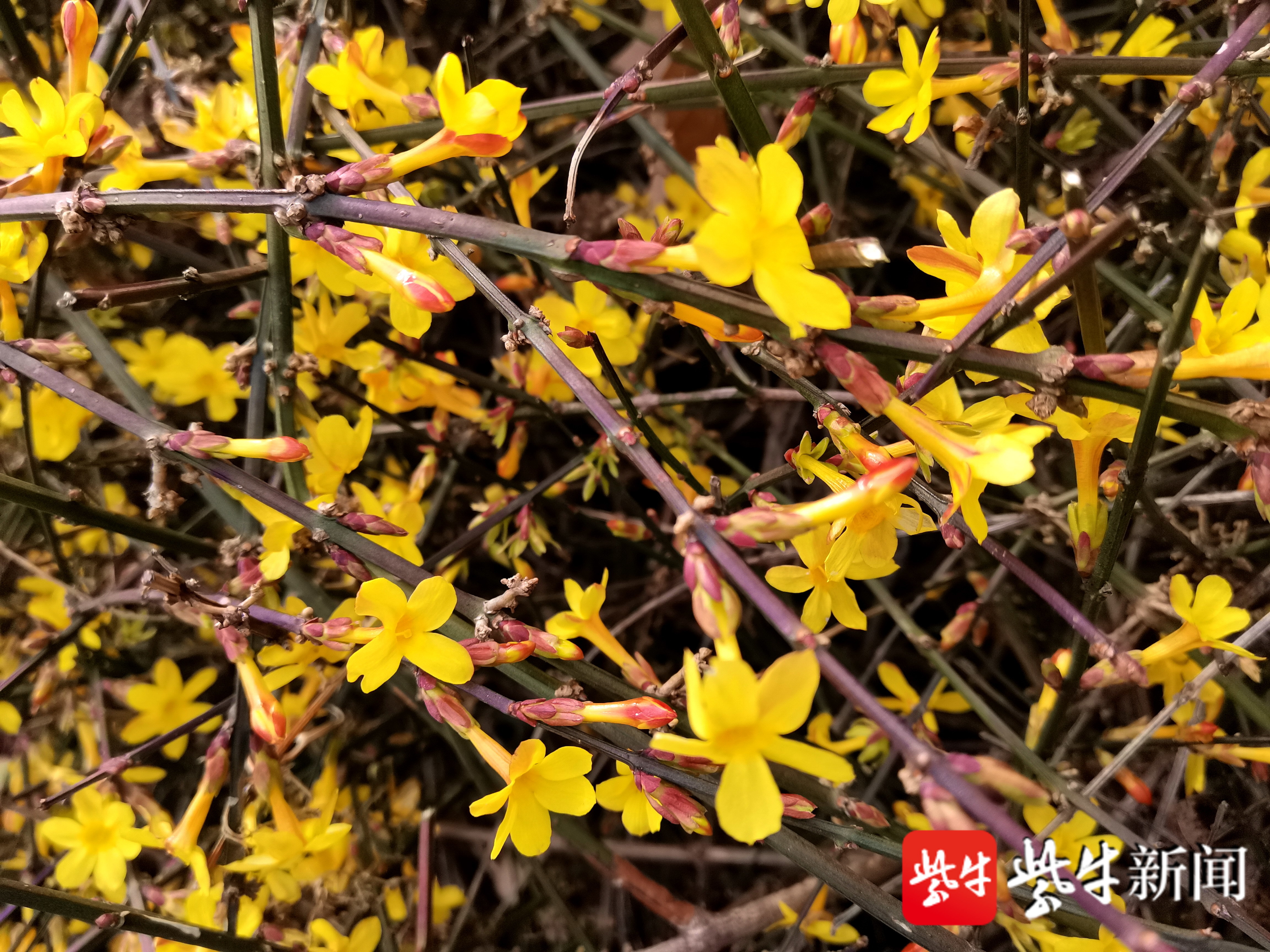 迎春花几点开花时间(迎春花几点开花时间一天之内)