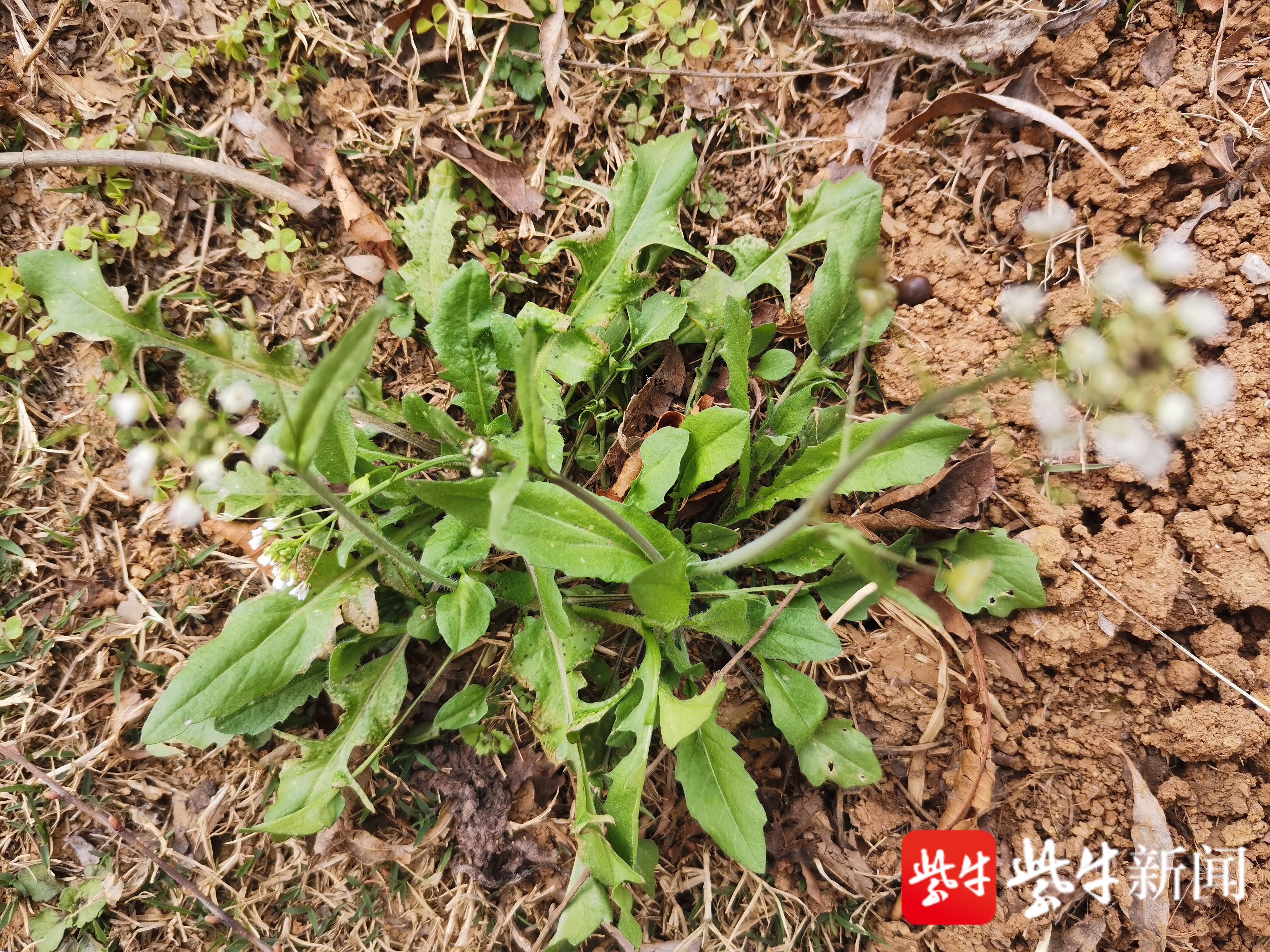 薺菜長得正嫩